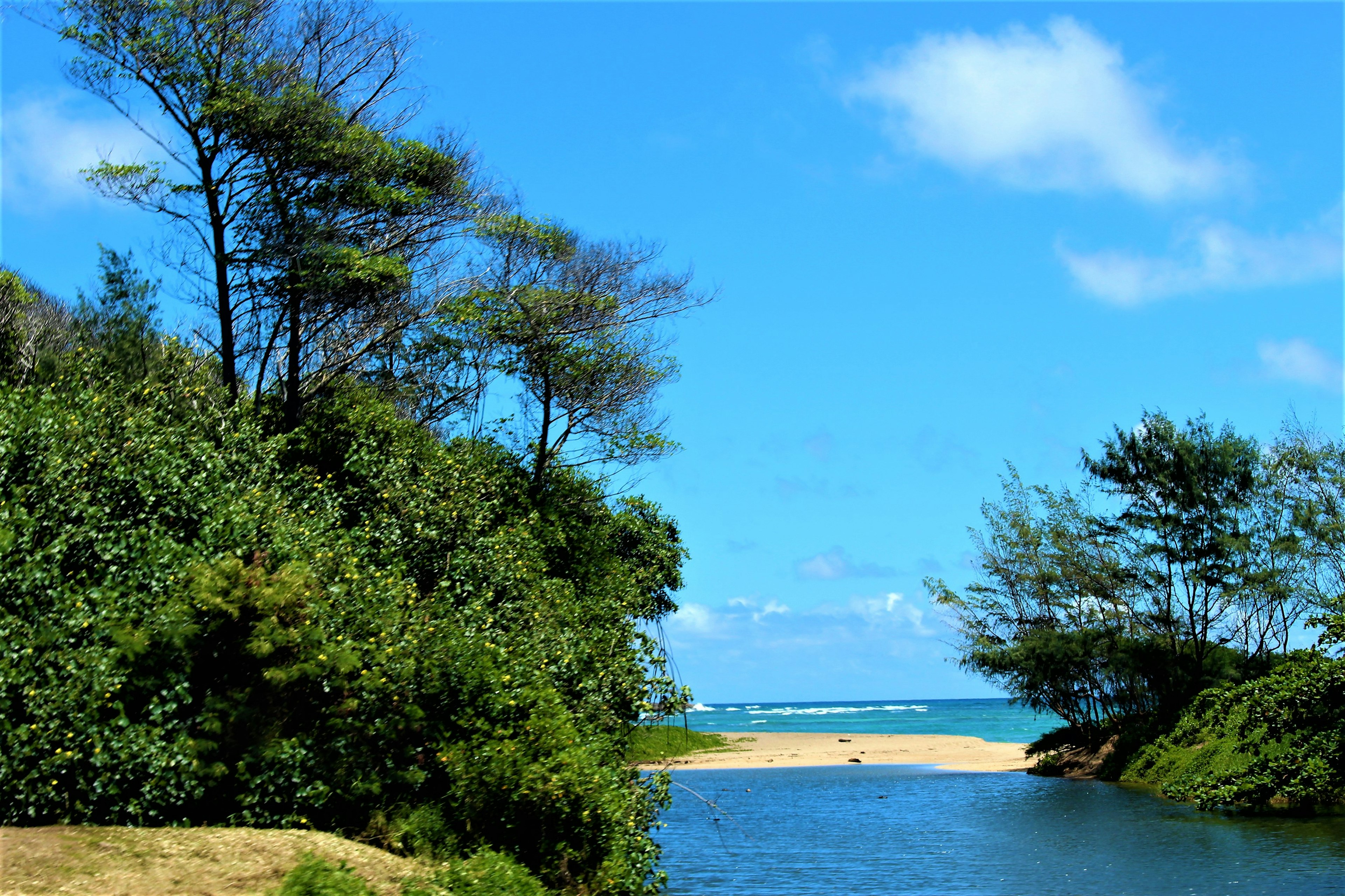 青い海と空の風景 緑の木々に囲まれた静かな水辺