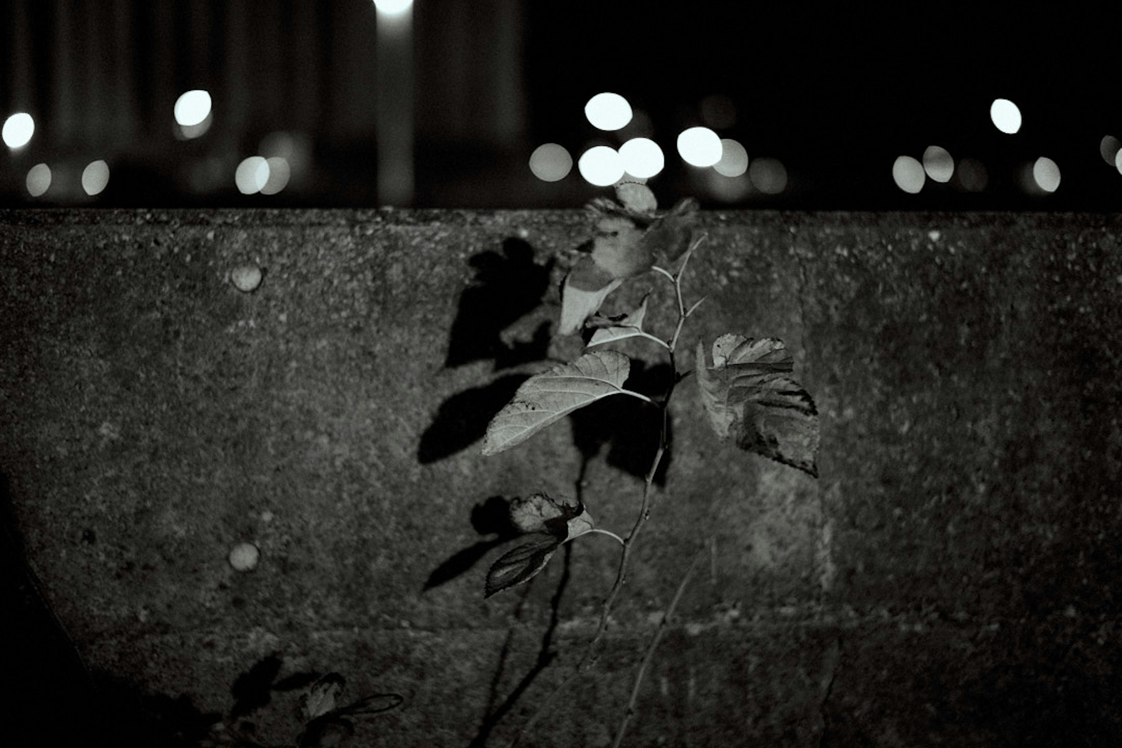 Una pared de concreto con una hoja iluminada contra un fondo oscuro