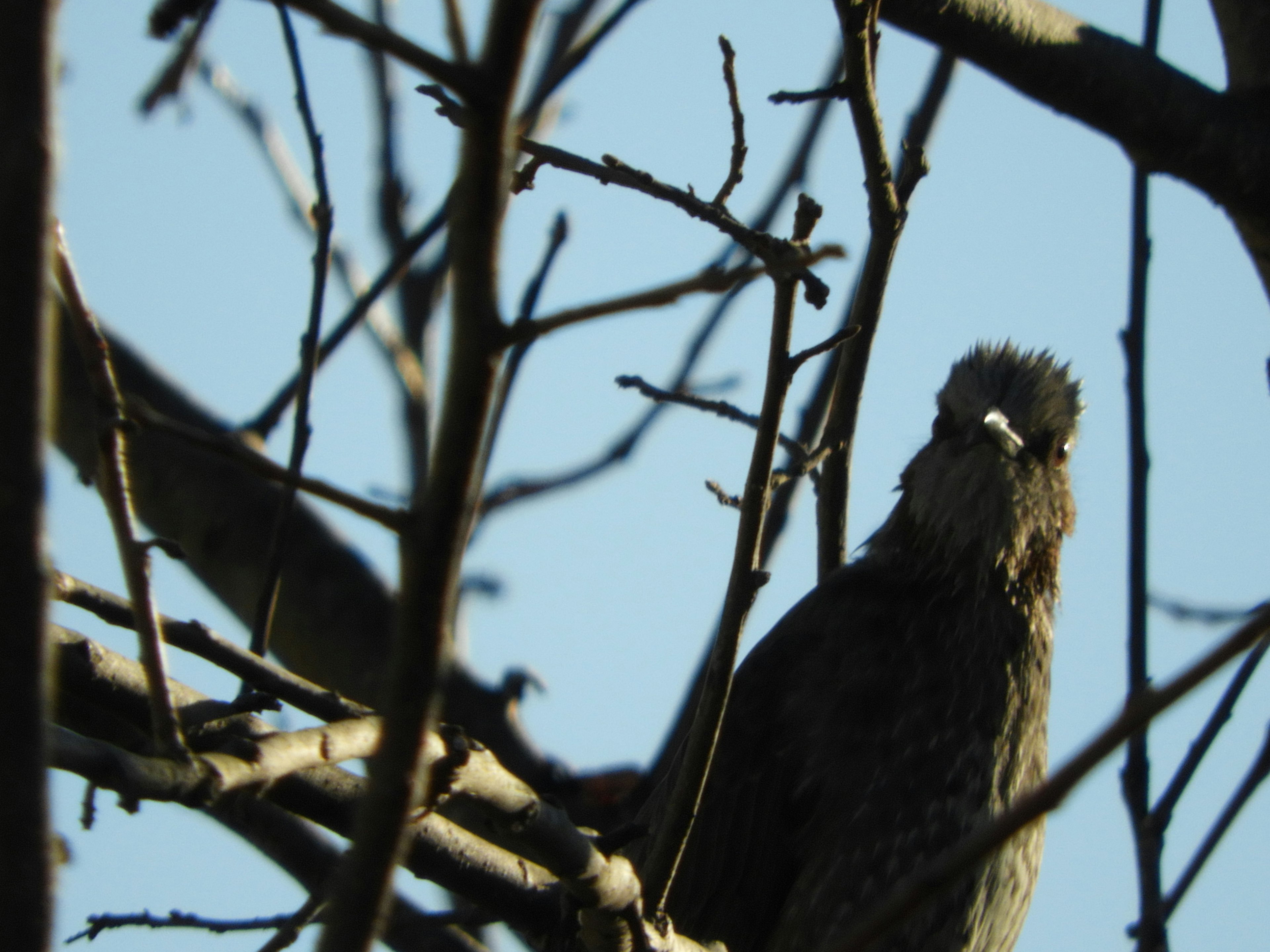 木の枝に止まる鳥のクローズアップ青空を背景にした自然のシーン