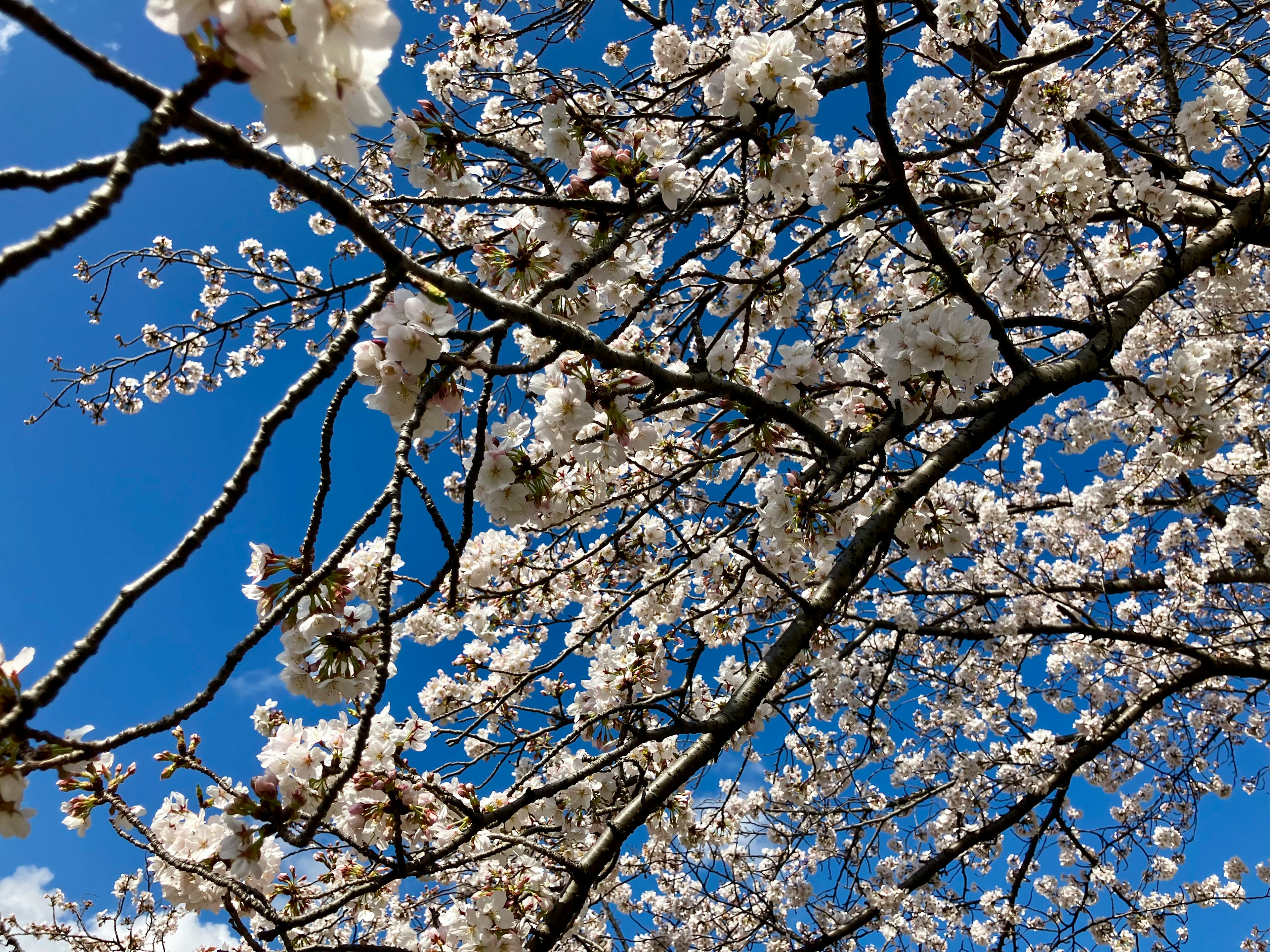 Primo piano di fiori di ciliegio e rami contro un cielo blu