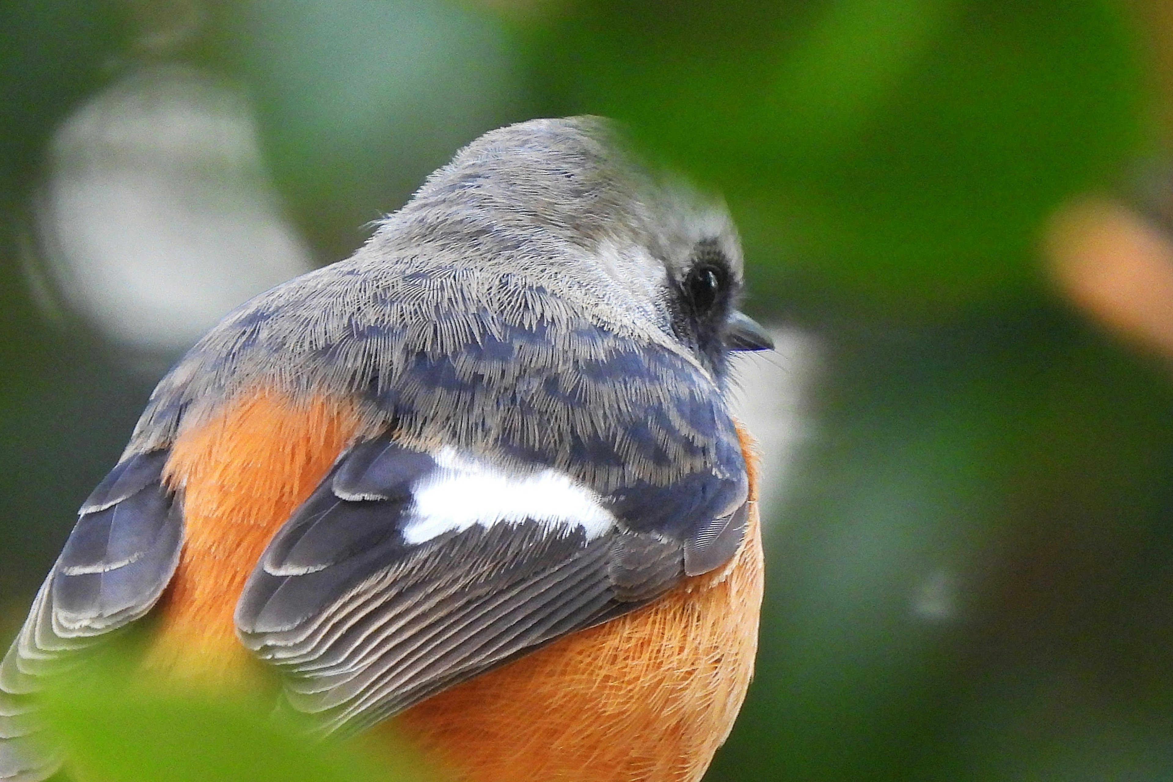 Bunt gefiederter Vogel mit orangefarbenen Federn von hinten