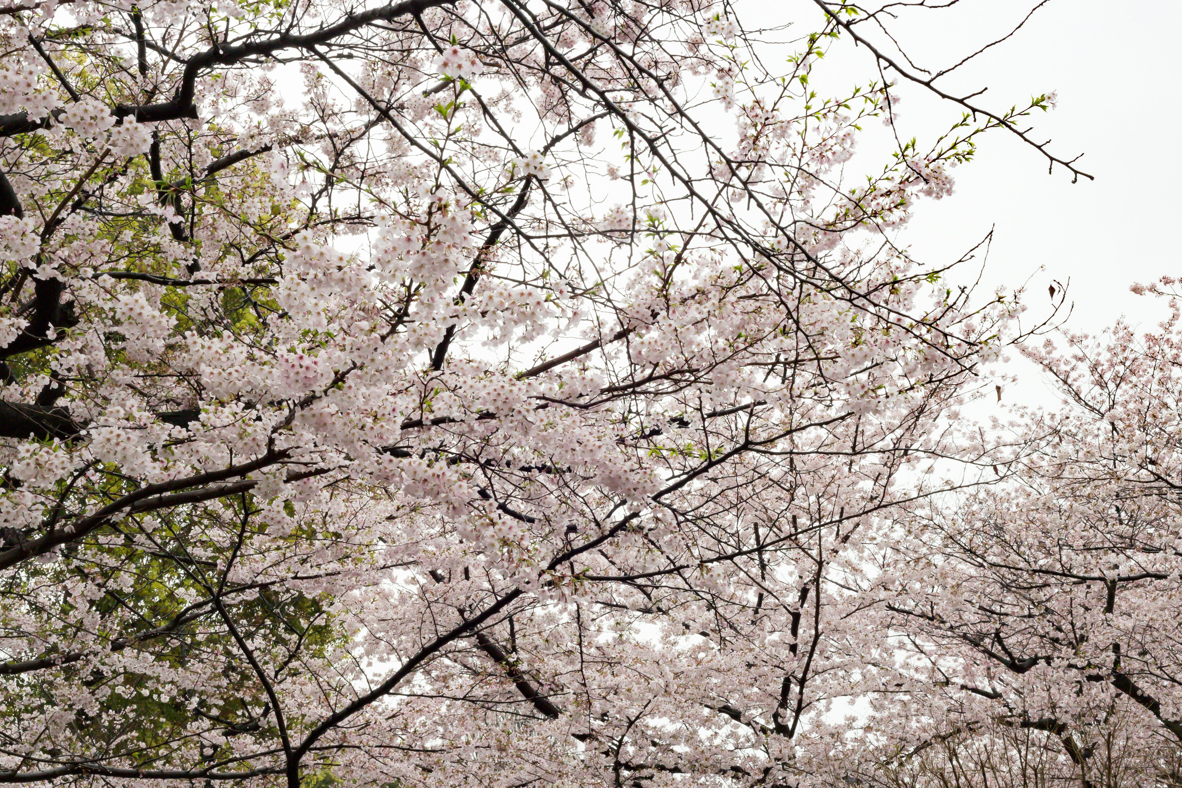 Nahaufnahme von Kirschbäumen mit rosa Blüten