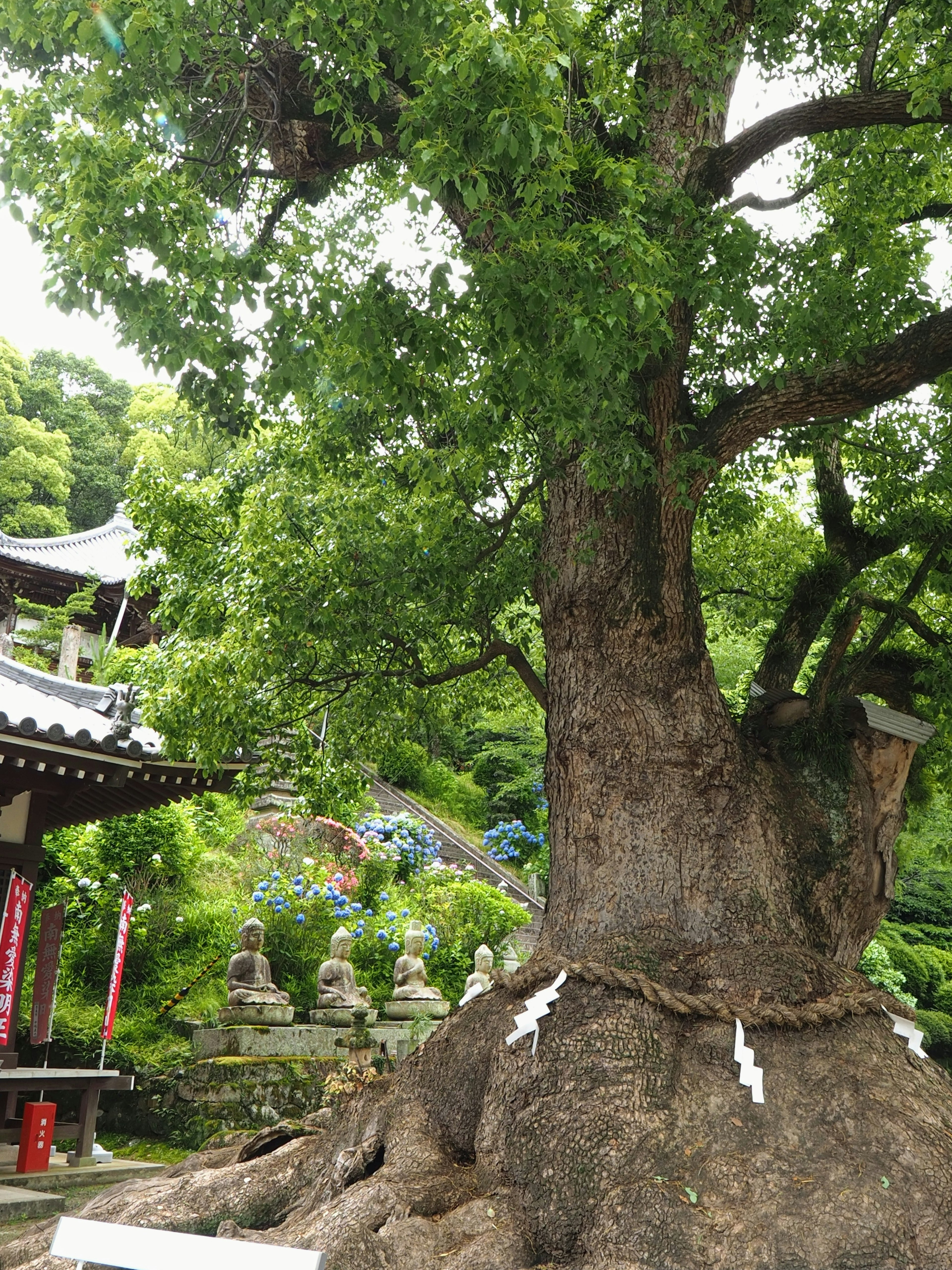 Árbol grande con hojas verdes exuberantes junto a una estructura de templo