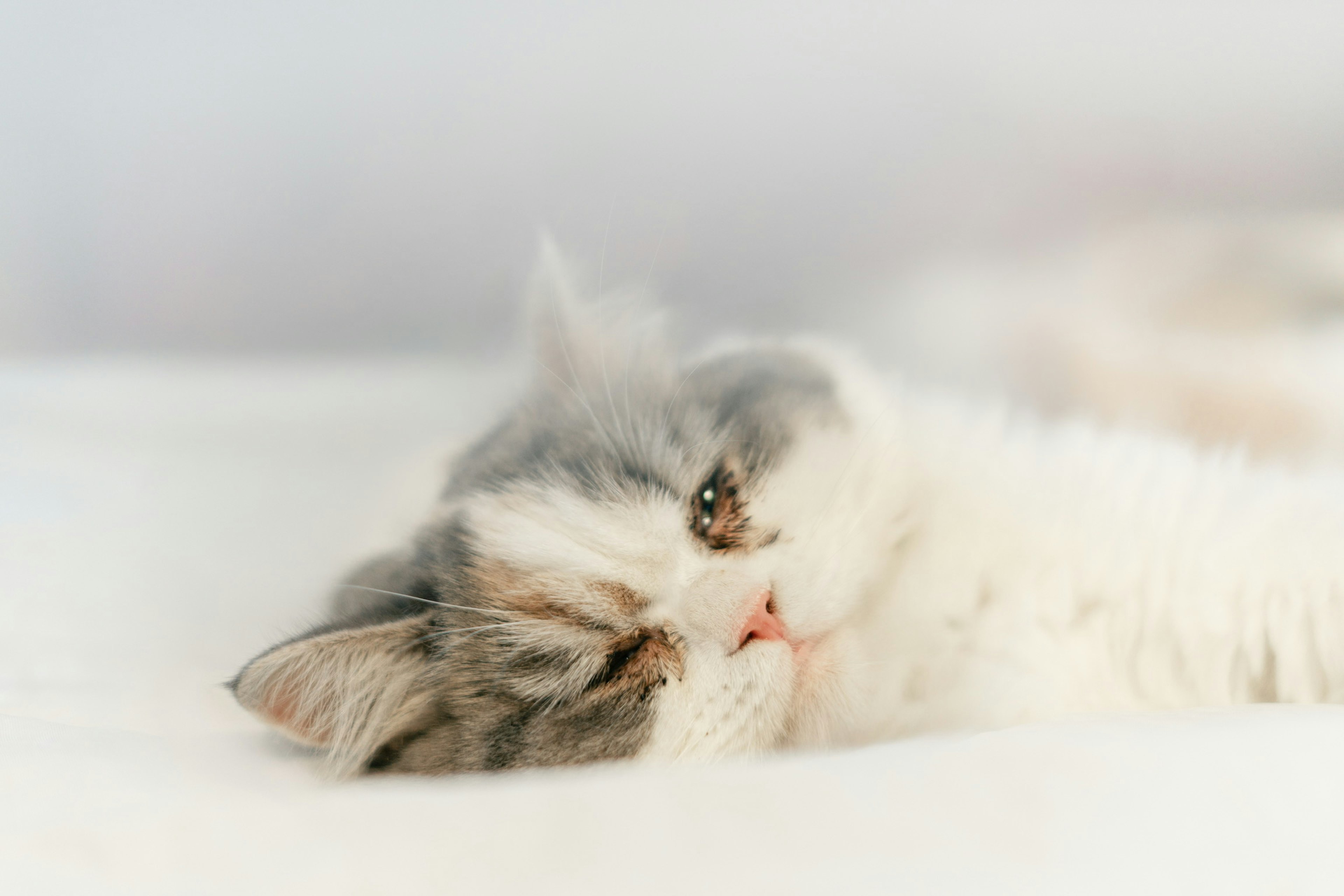 Close-up of a sleeping cat with soft fur color and a calm expression