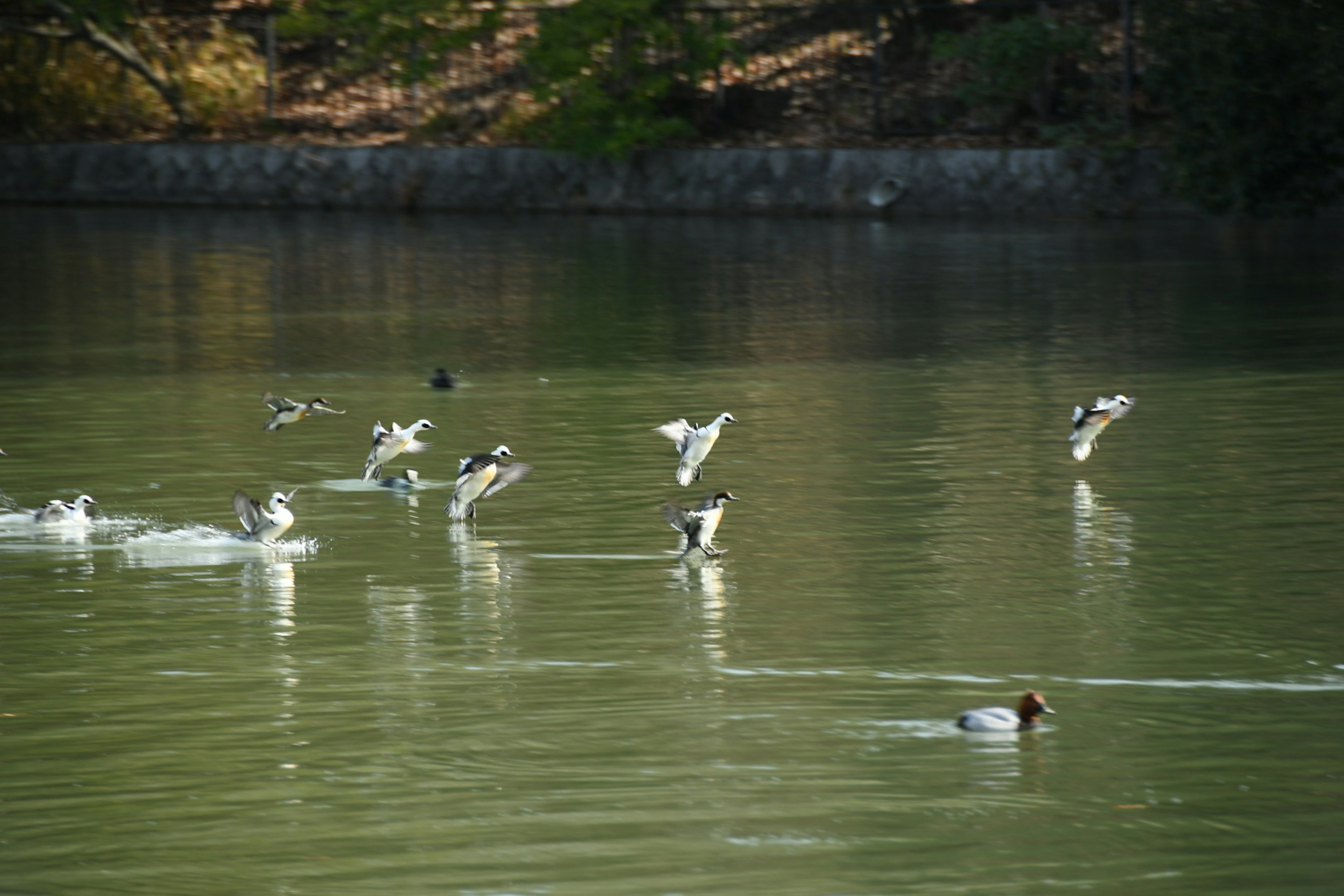 水面で飛ぶ鳥たちと泳ぐカモの姿