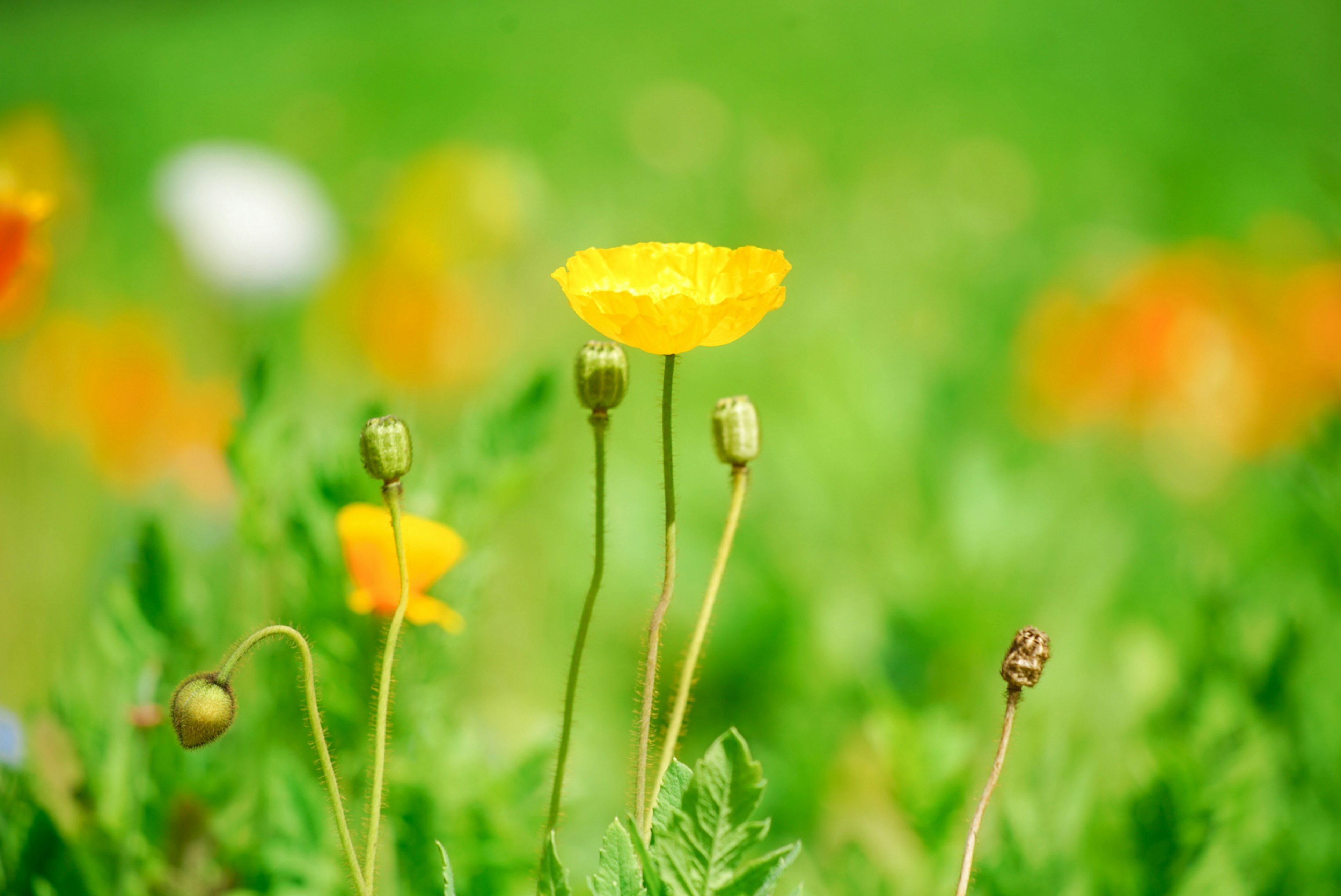 鮮やかな黄色の花と緑の背景の風景