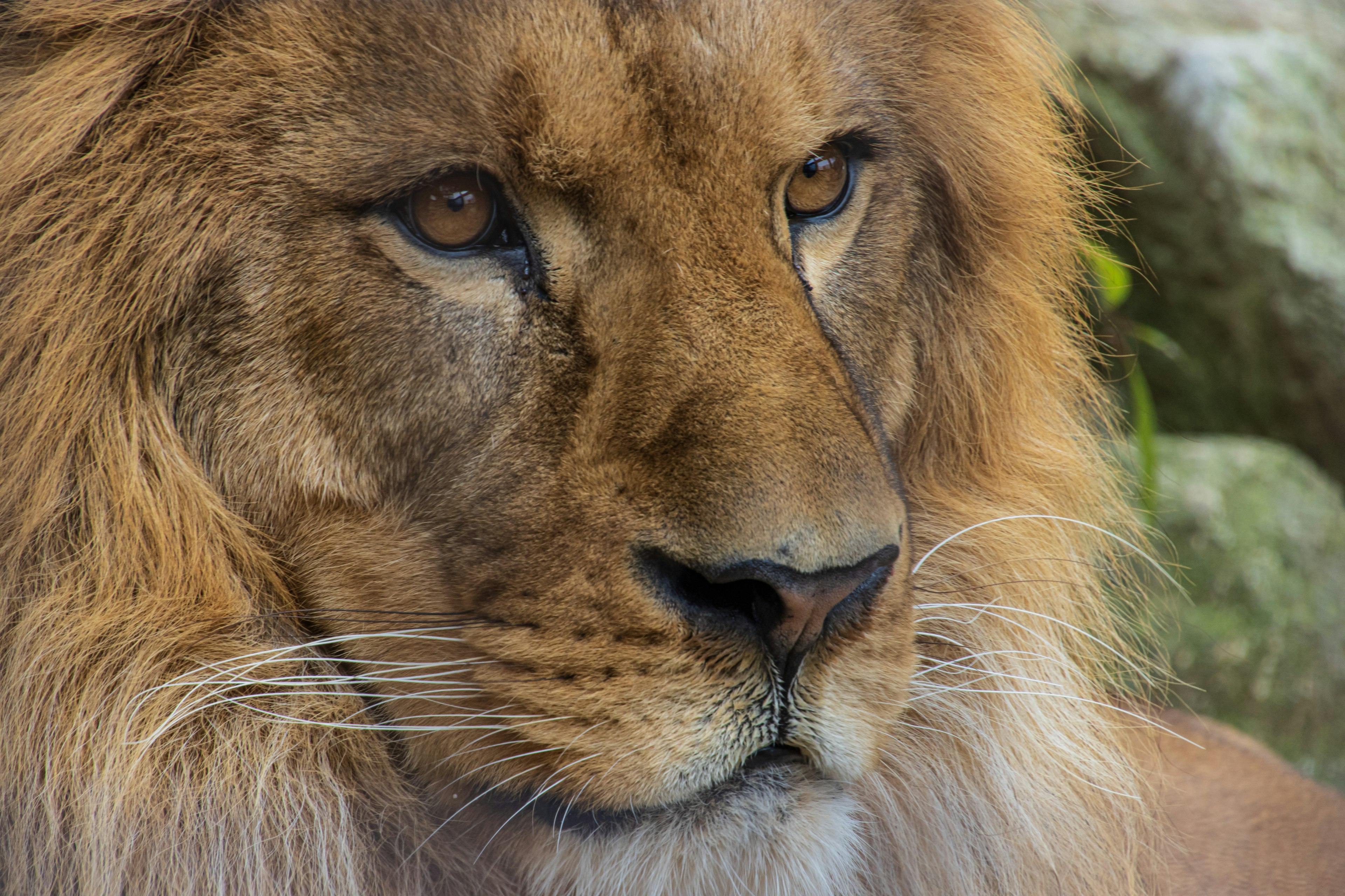 Primer plano de la cara de un majestuoso león con ojos afilados y una rica melena