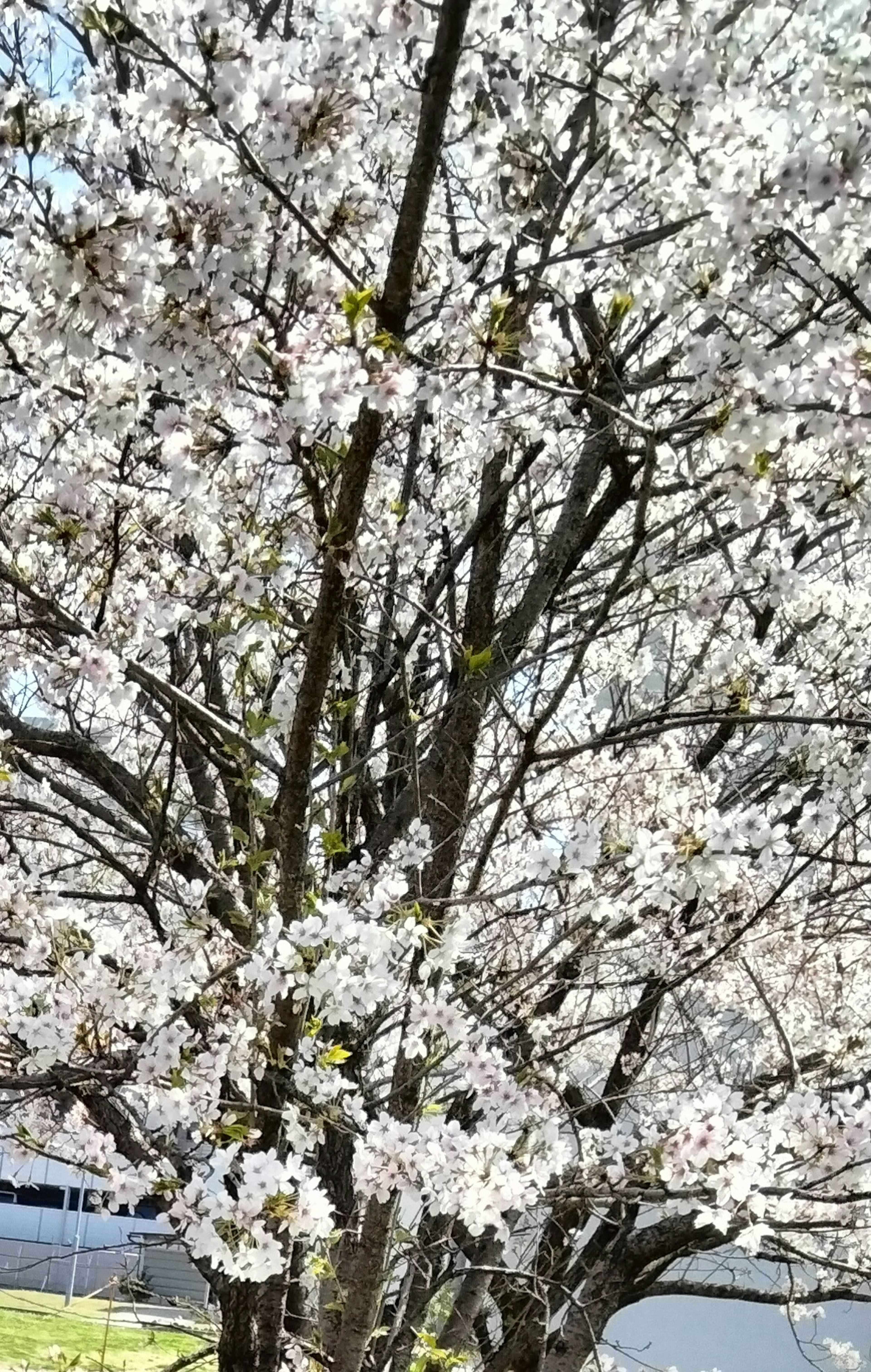 Primo piano di un albero di ciliegio con fiori bianchi