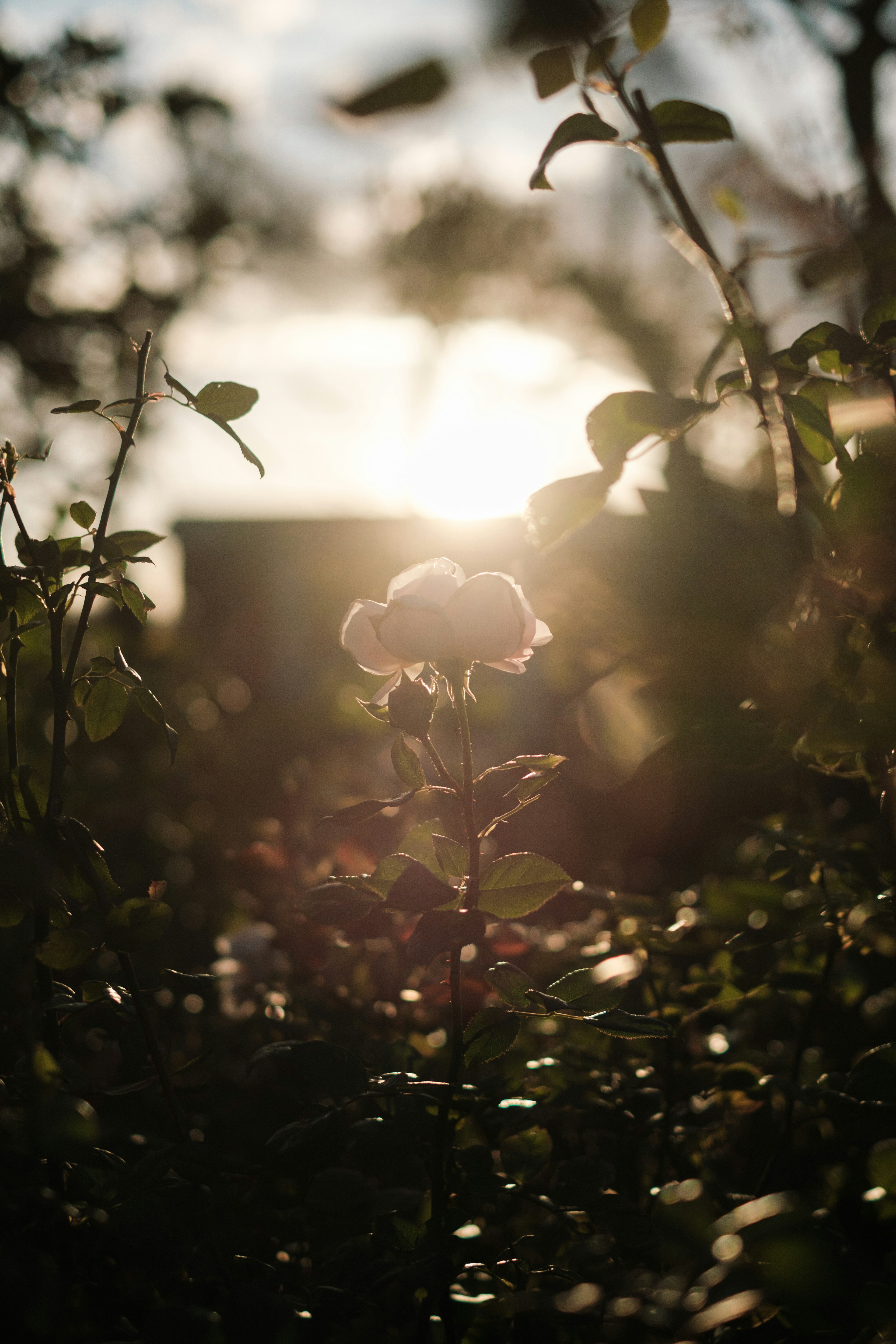 夕日を背景にしたバラの花と緑の葉