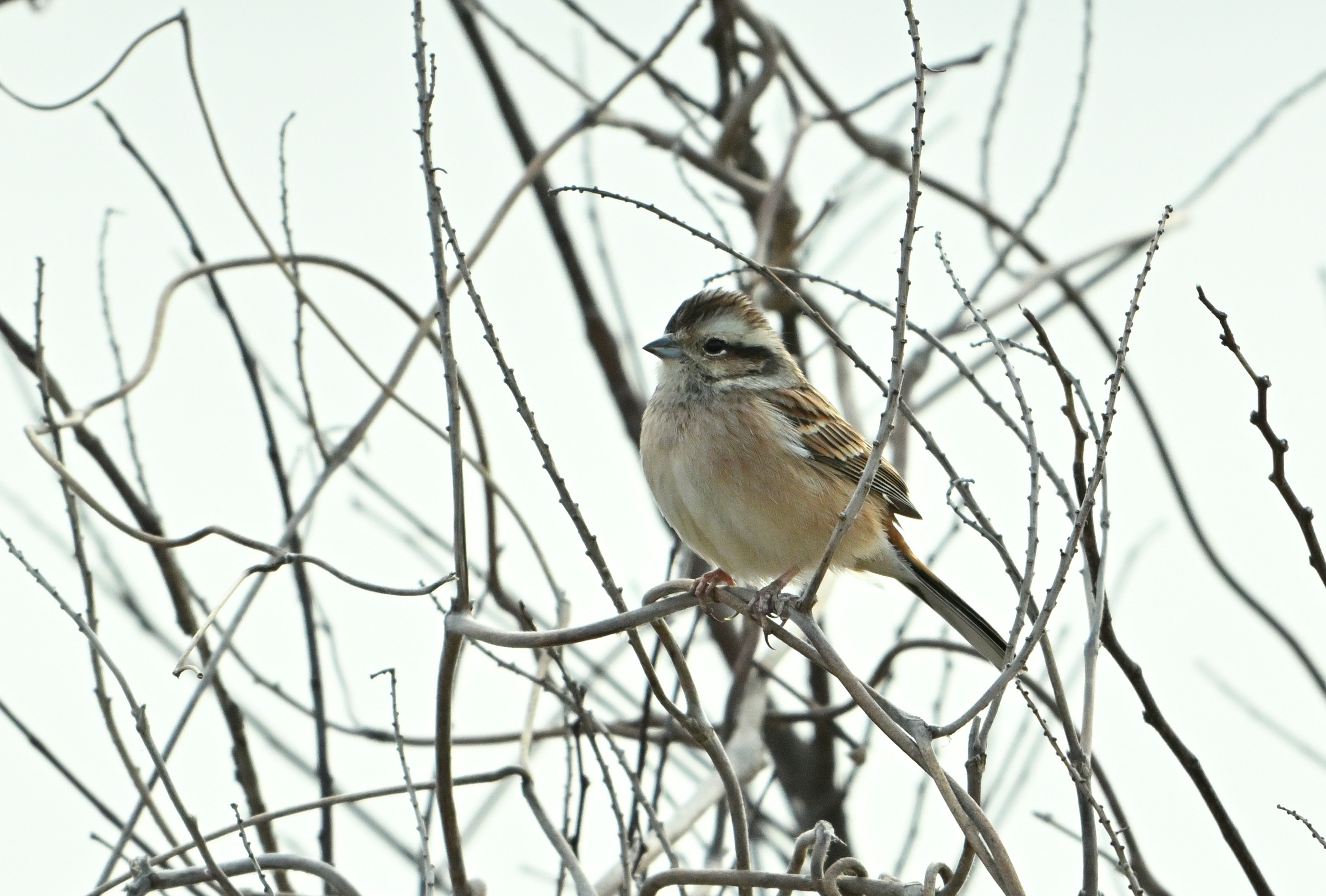 Ein kleiner Vogel sitzt auf trockenen Ästen