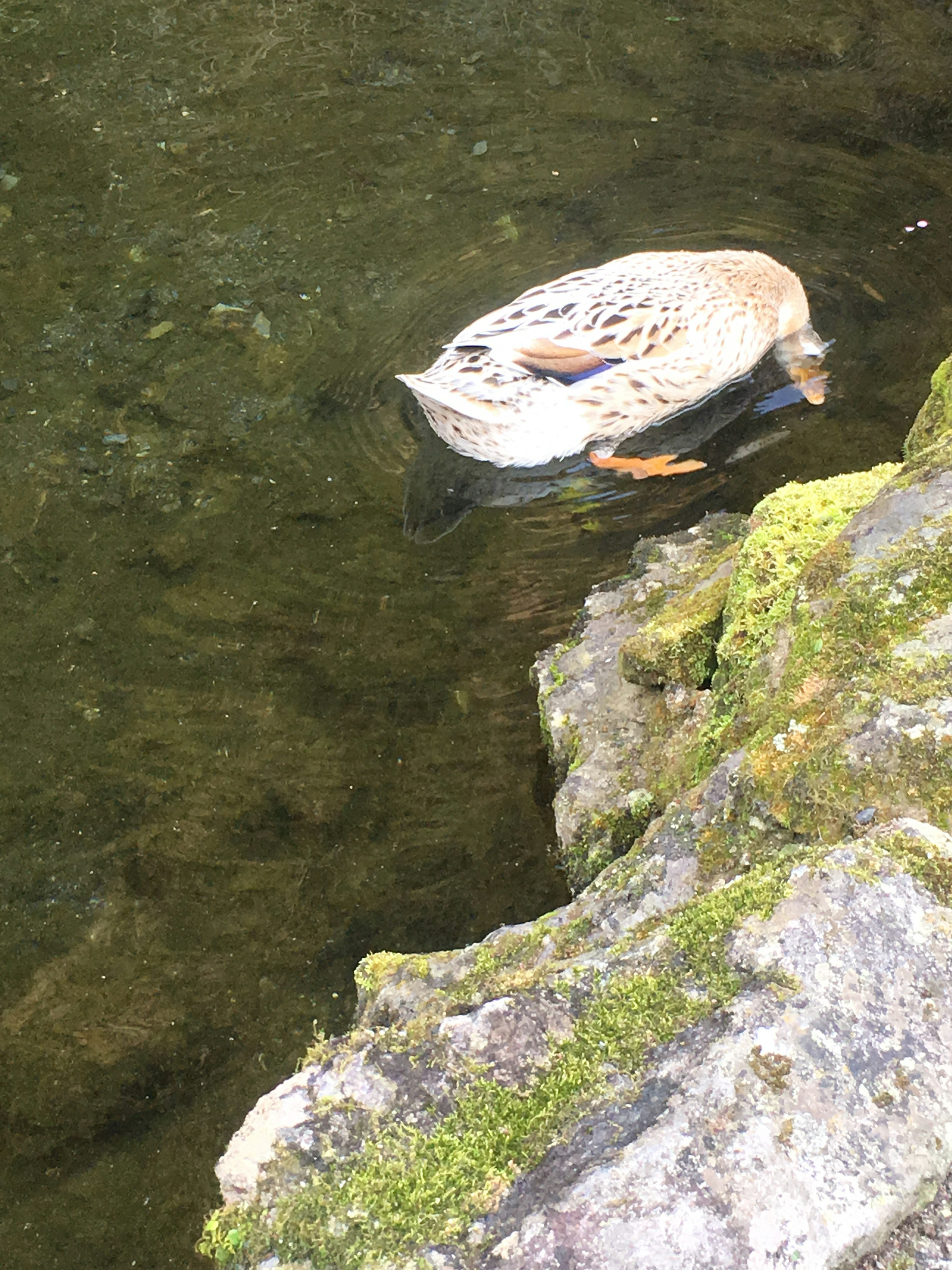 水面で餌を探すアヒルの様子