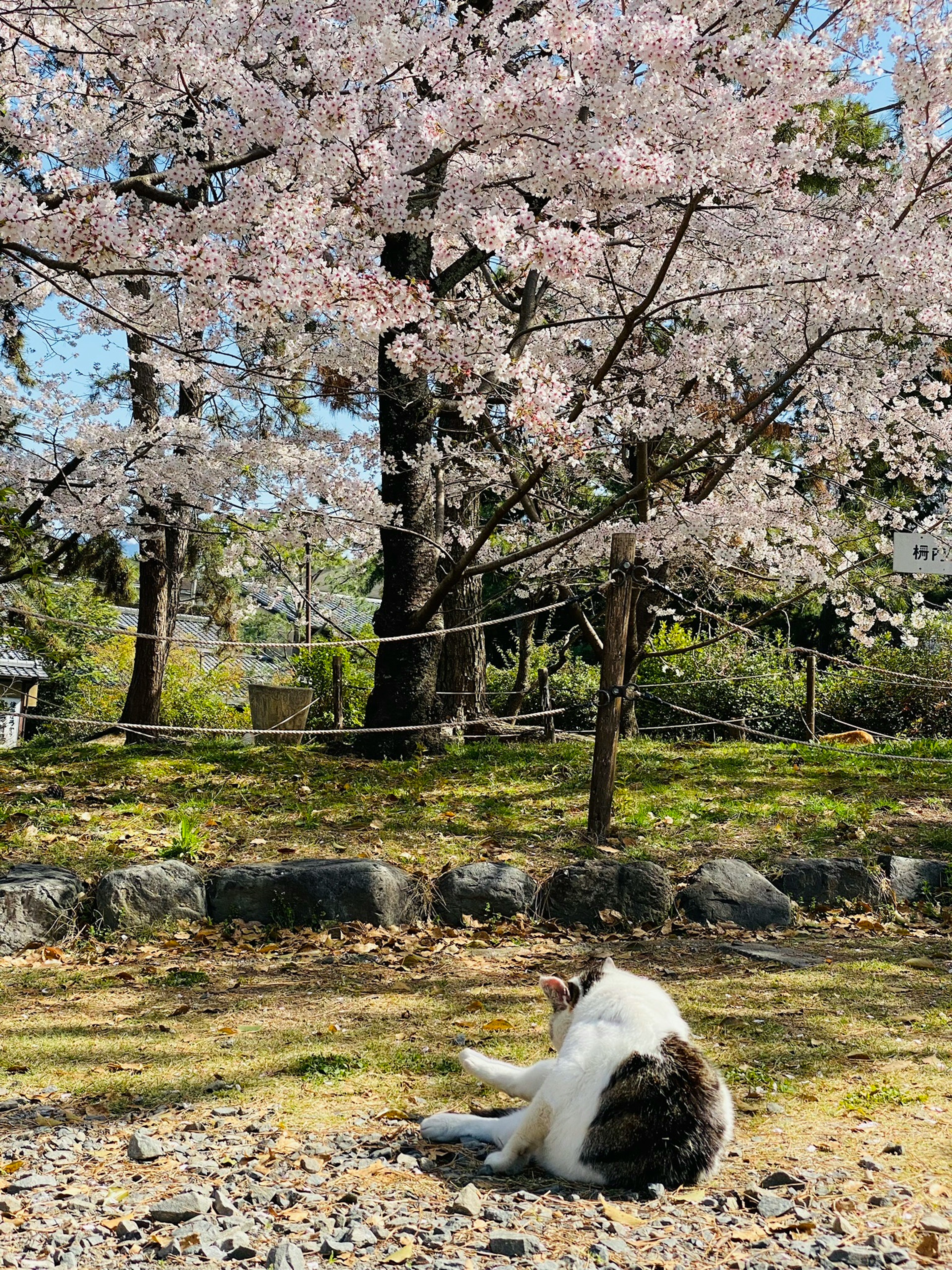 桜の木の下でくつろぐ猫