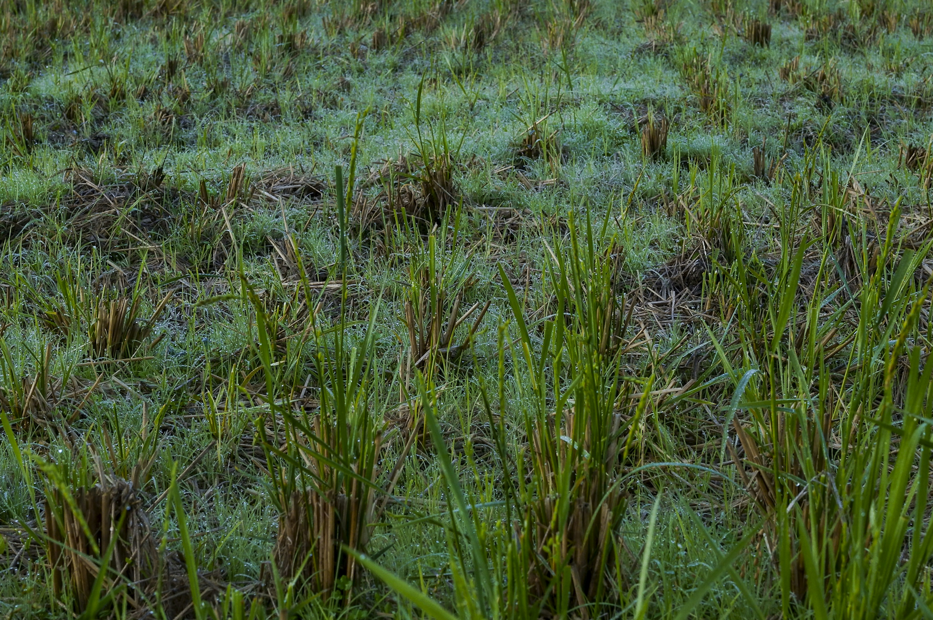 Plantas de arroz verdes y exuberantes en un campo