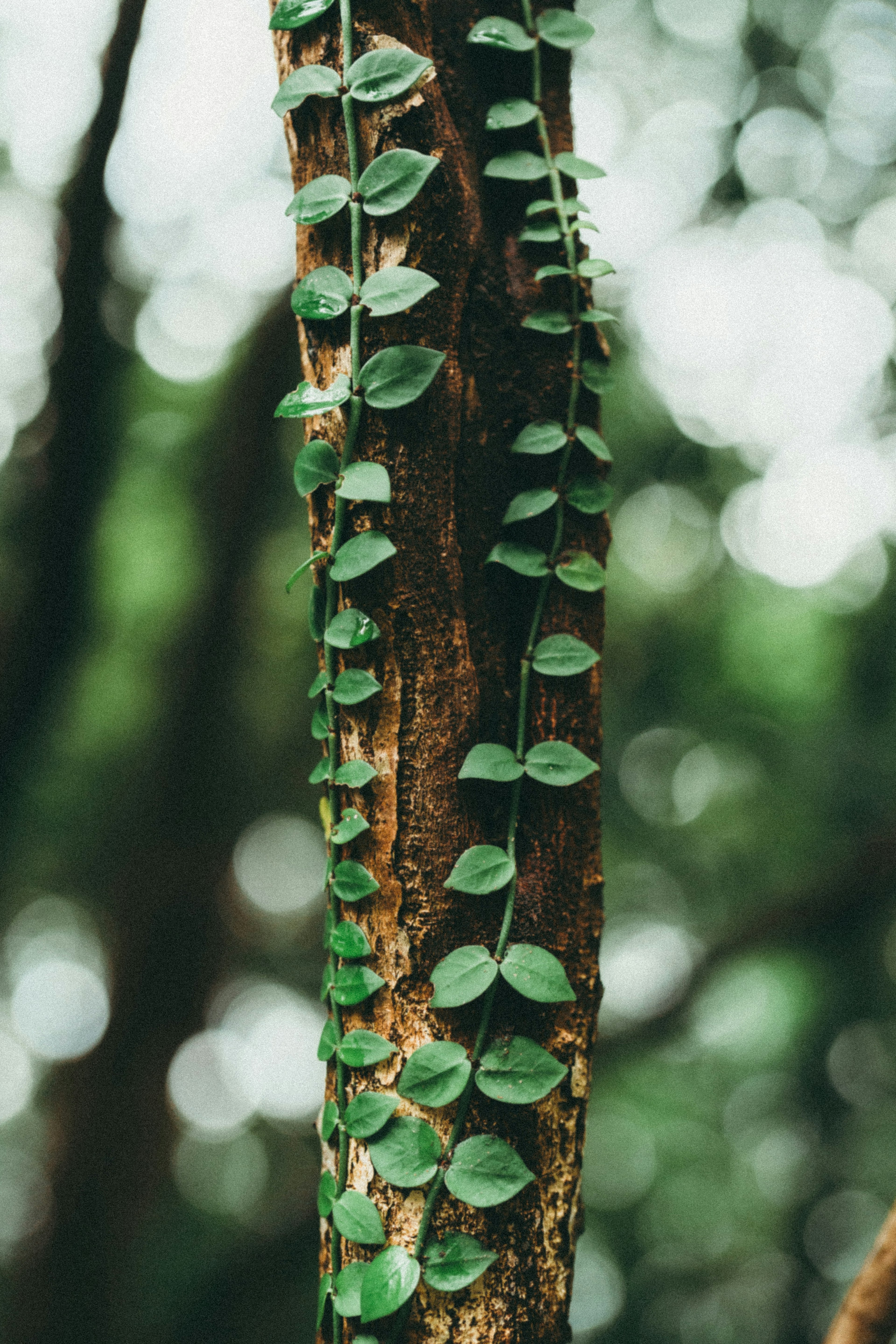 Image of a tree trunk covered with green leaves