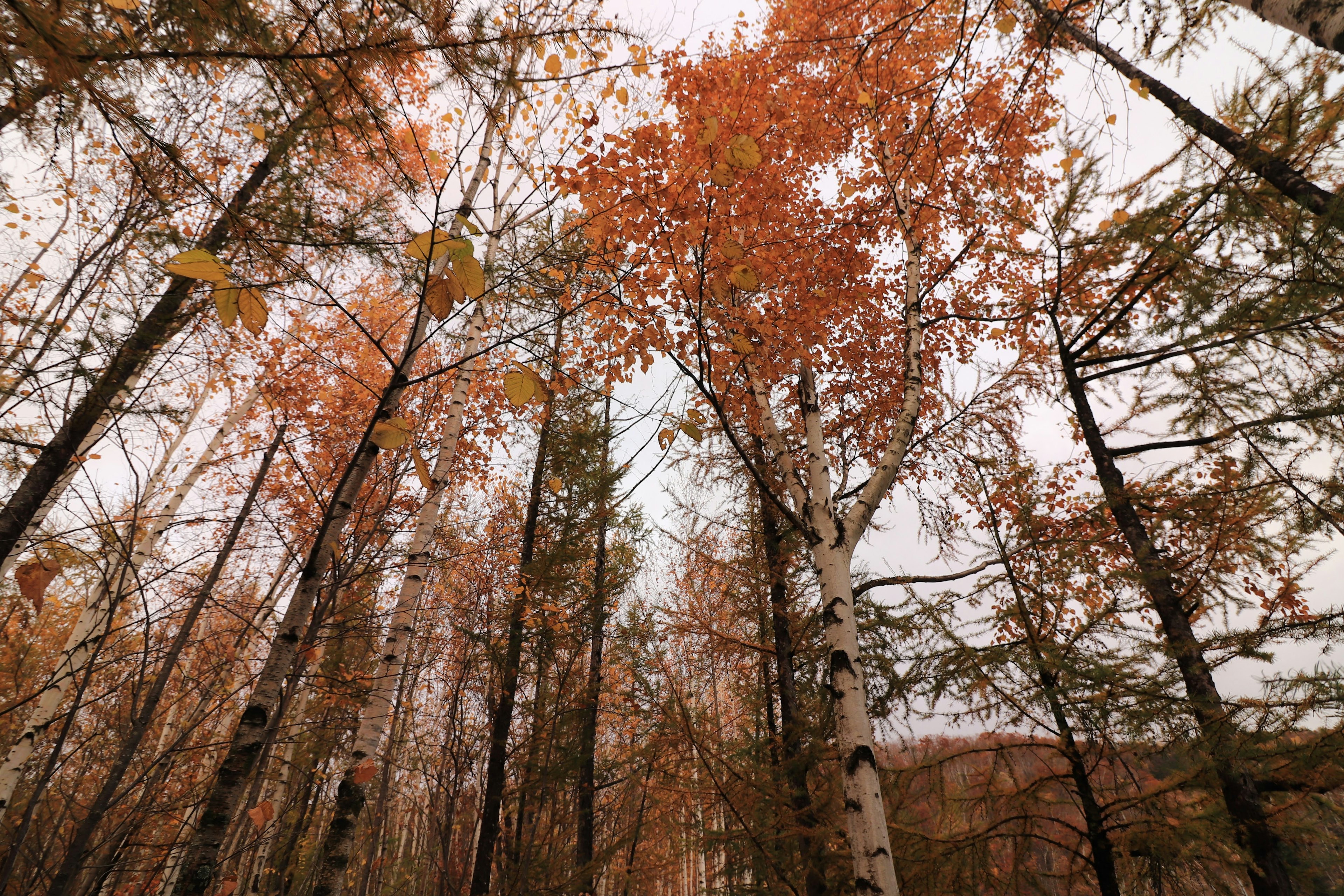 View looking up at trees with vibrant autumn foliage