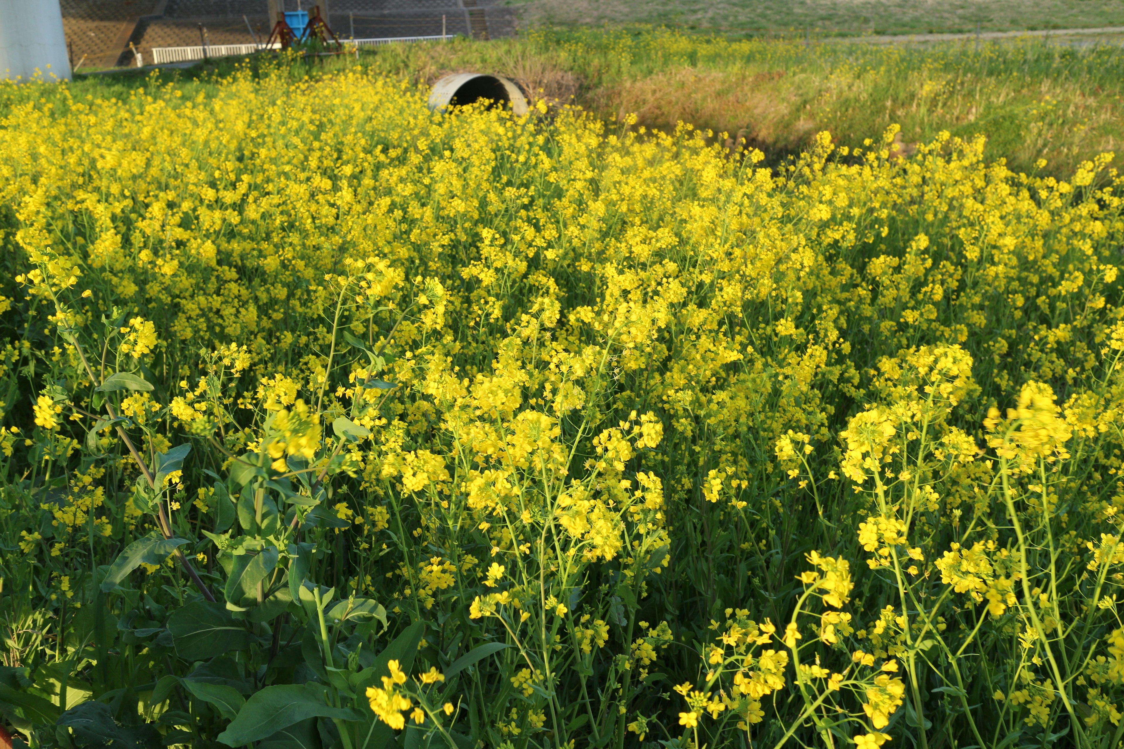 Fiori di colza gialli vibranti che fioriscono in un vasto campo