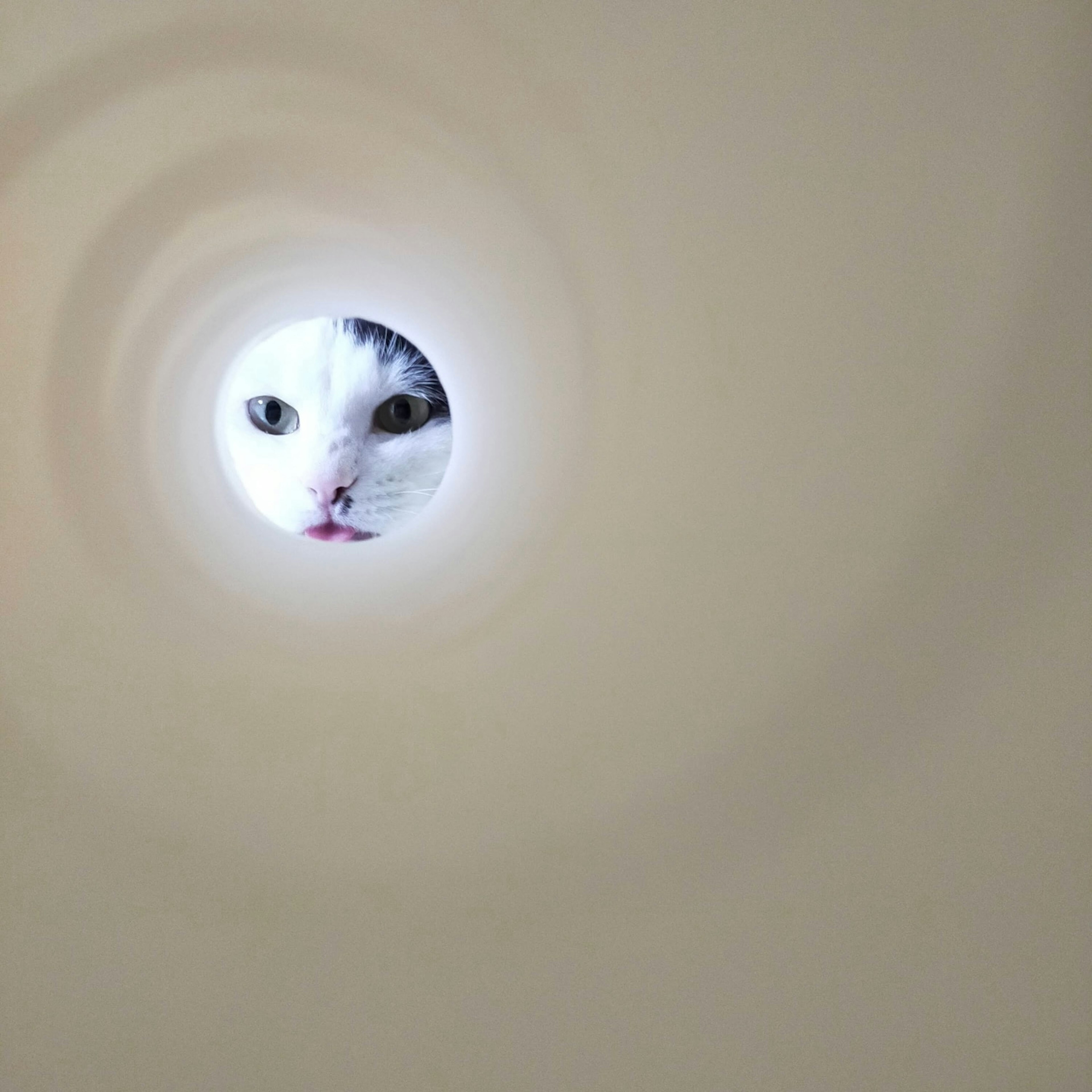 Cat's face peering through a circular tunnel with a white background