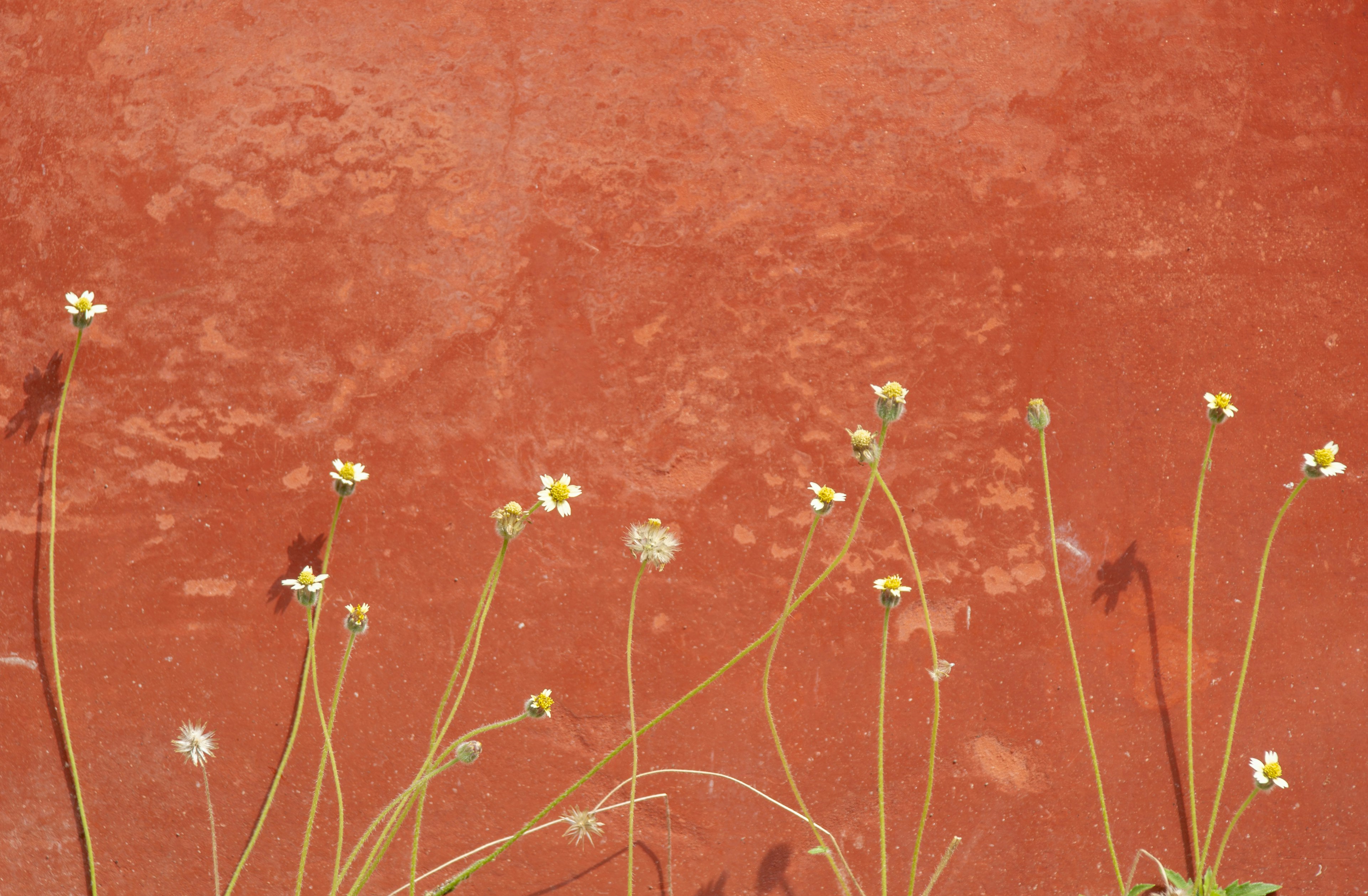 Kleine weiße Blumen mit schlanken Stielen vor einer roten Wand