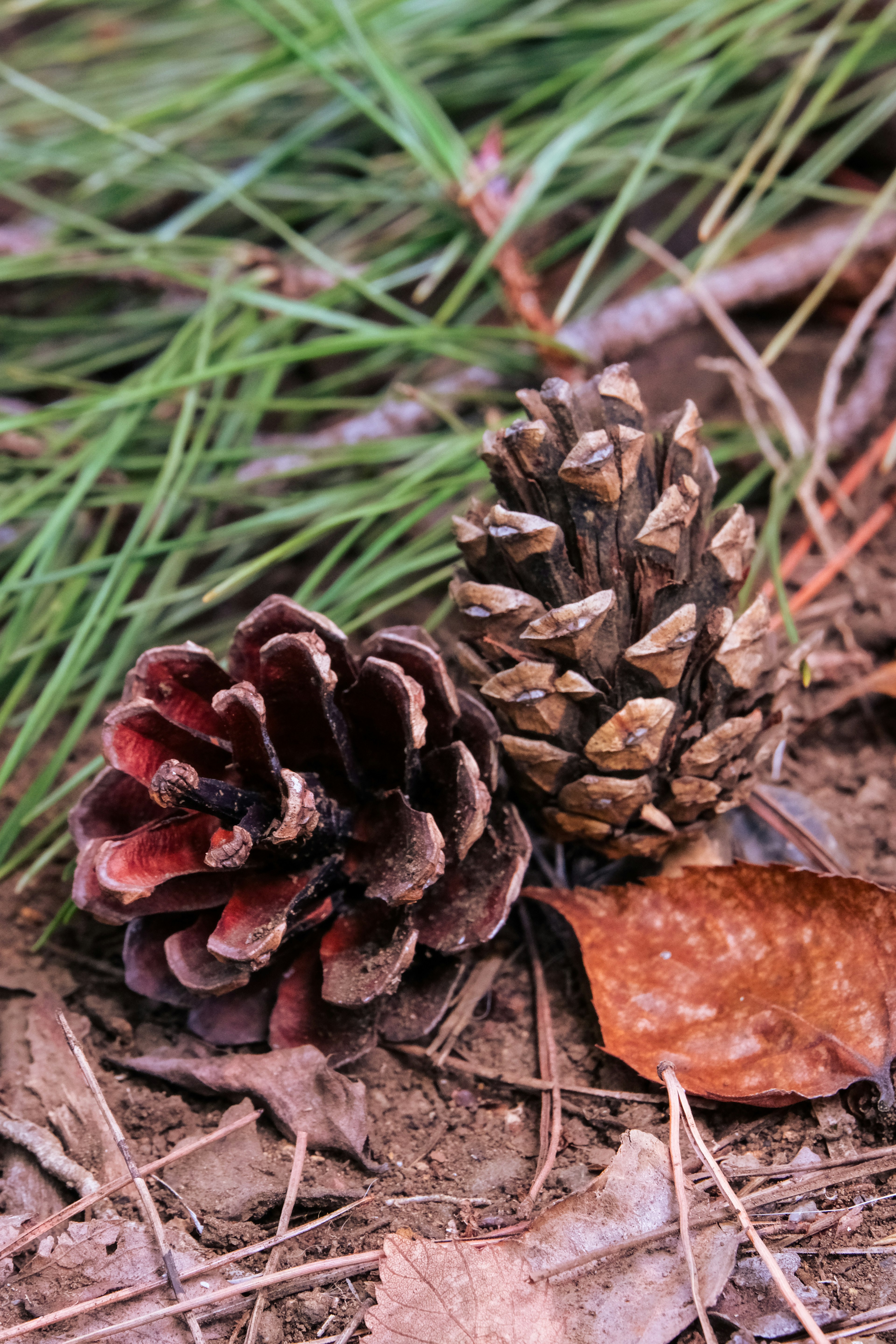 Close-up of pine cones one reddish-brown and one brown surrounded by pine needles and a leaf