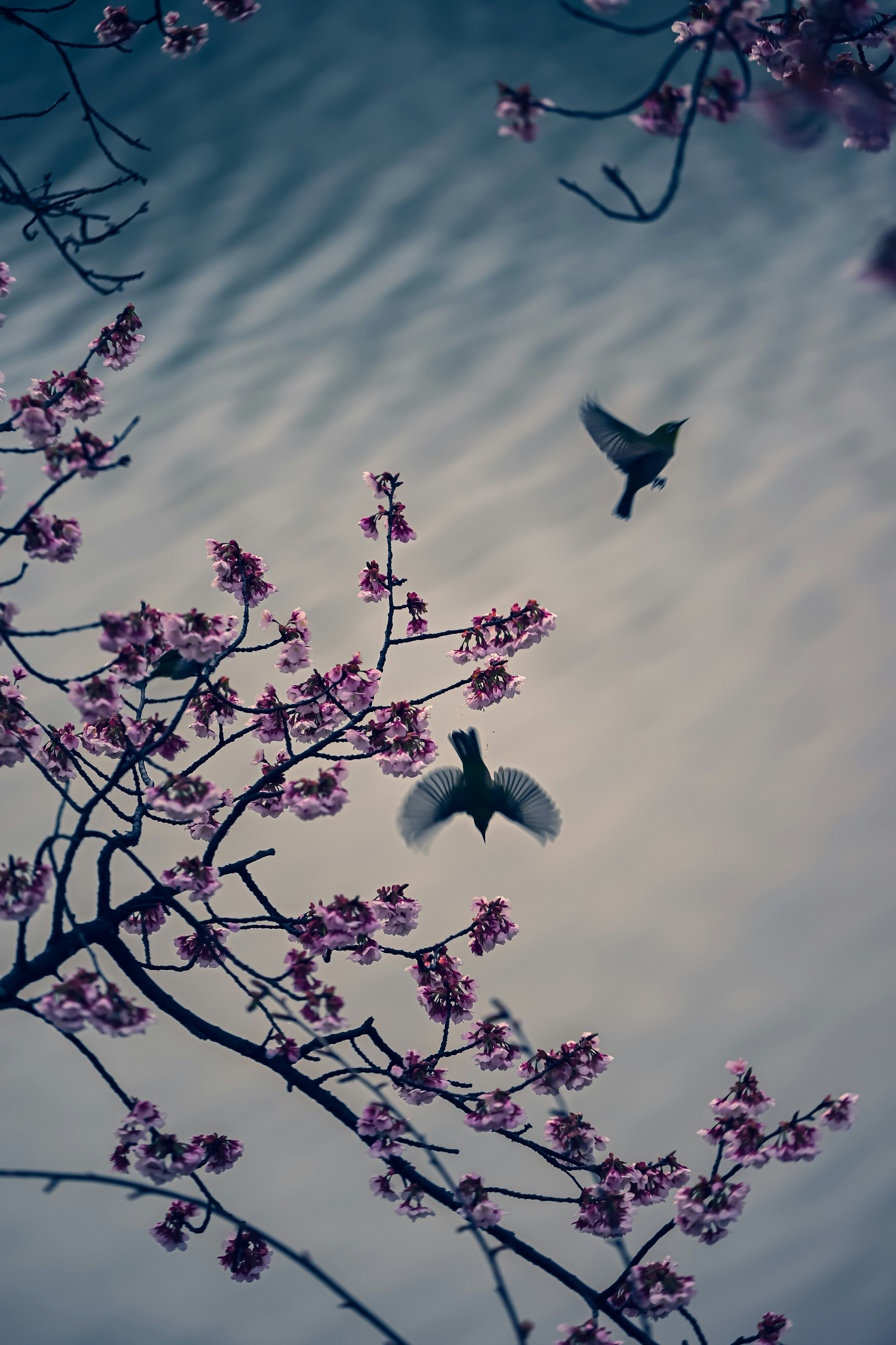 Beautiful scene of cherry blossoms with birds flying in the sky