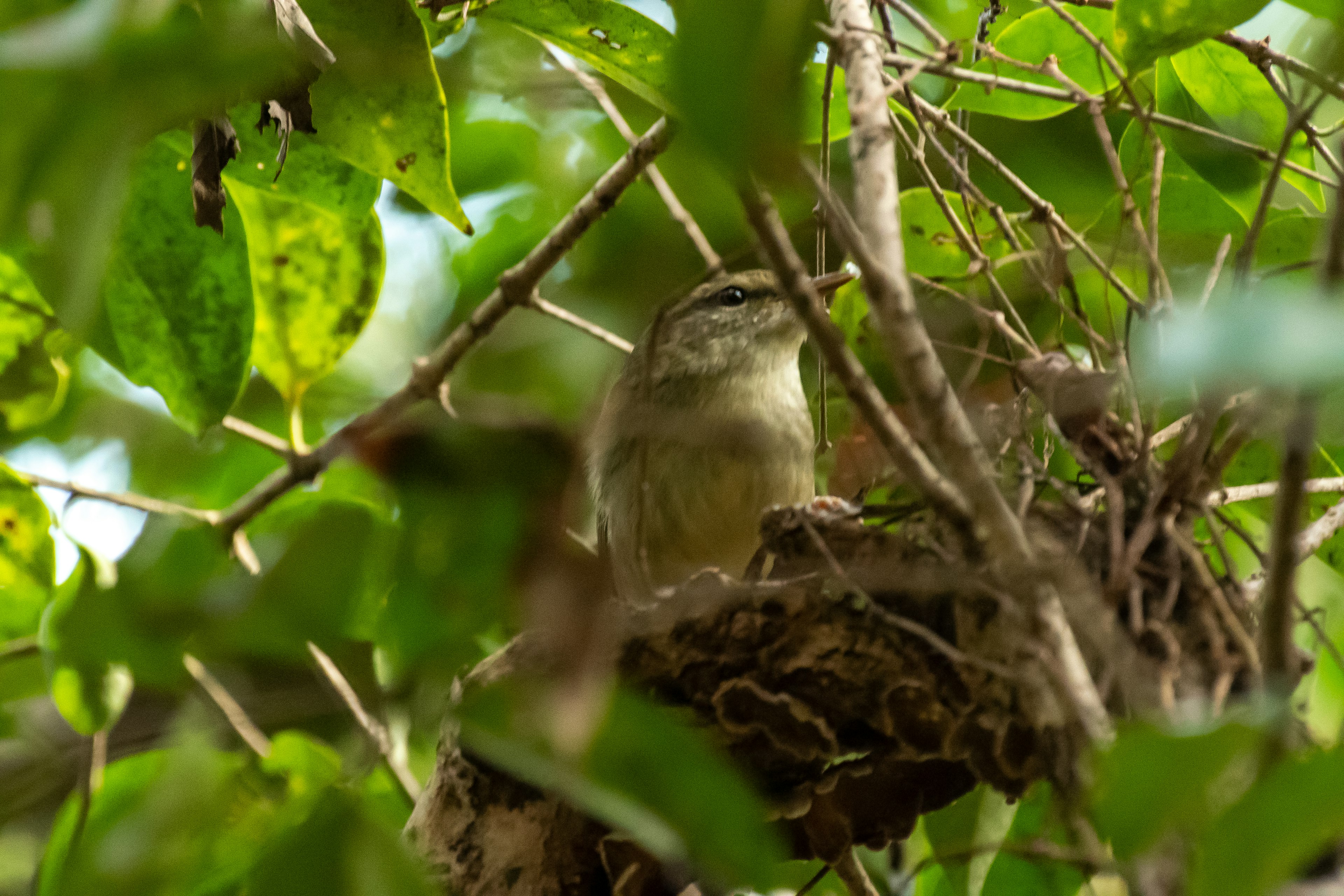 Ein kleiner Vogel in einem Nest zwischen grünen Blättern