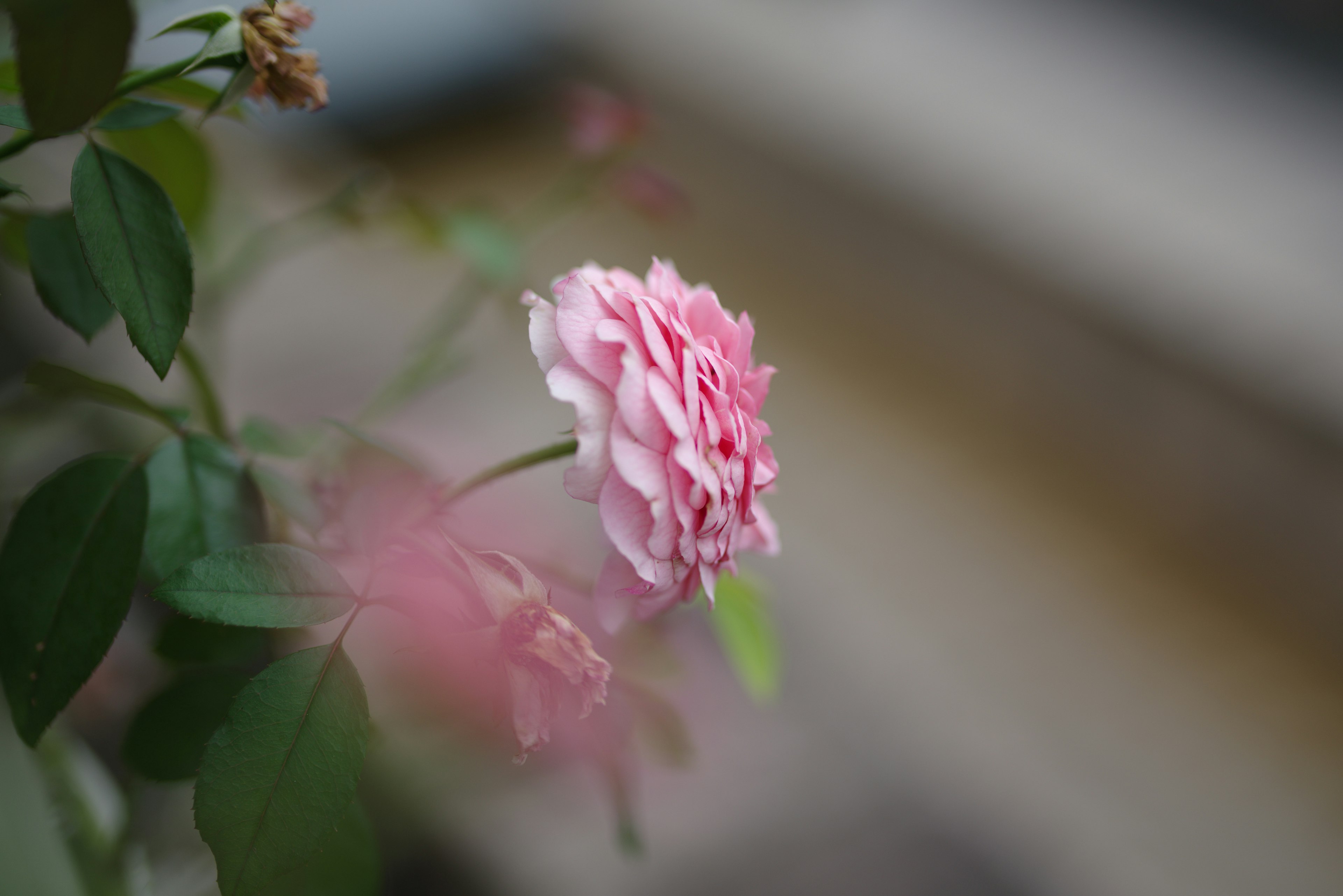 ピンクのバラの花が緑の葉に囲まれた美しいシーン