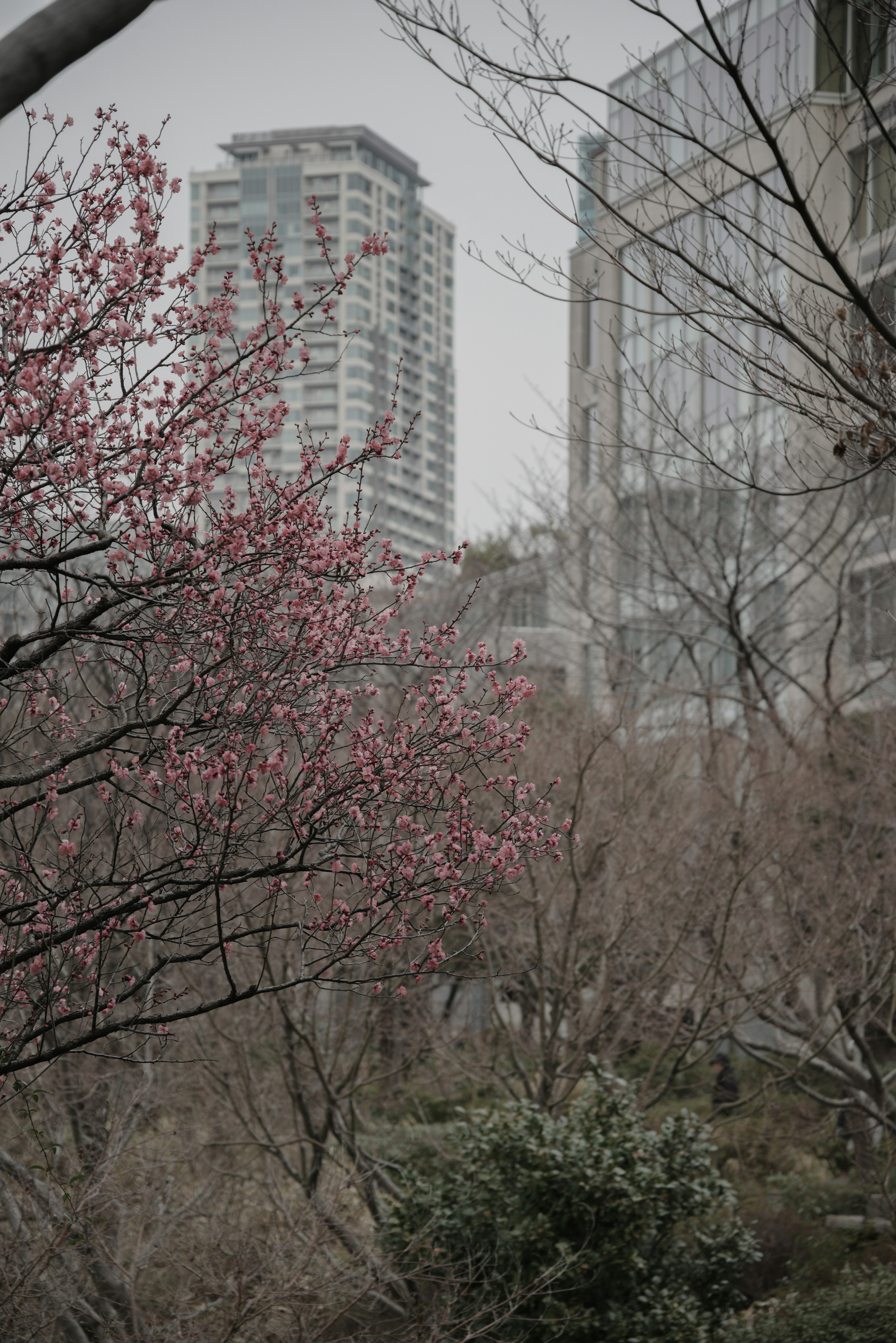 高層ビルの背景に咲く桜の花と枯れた木々