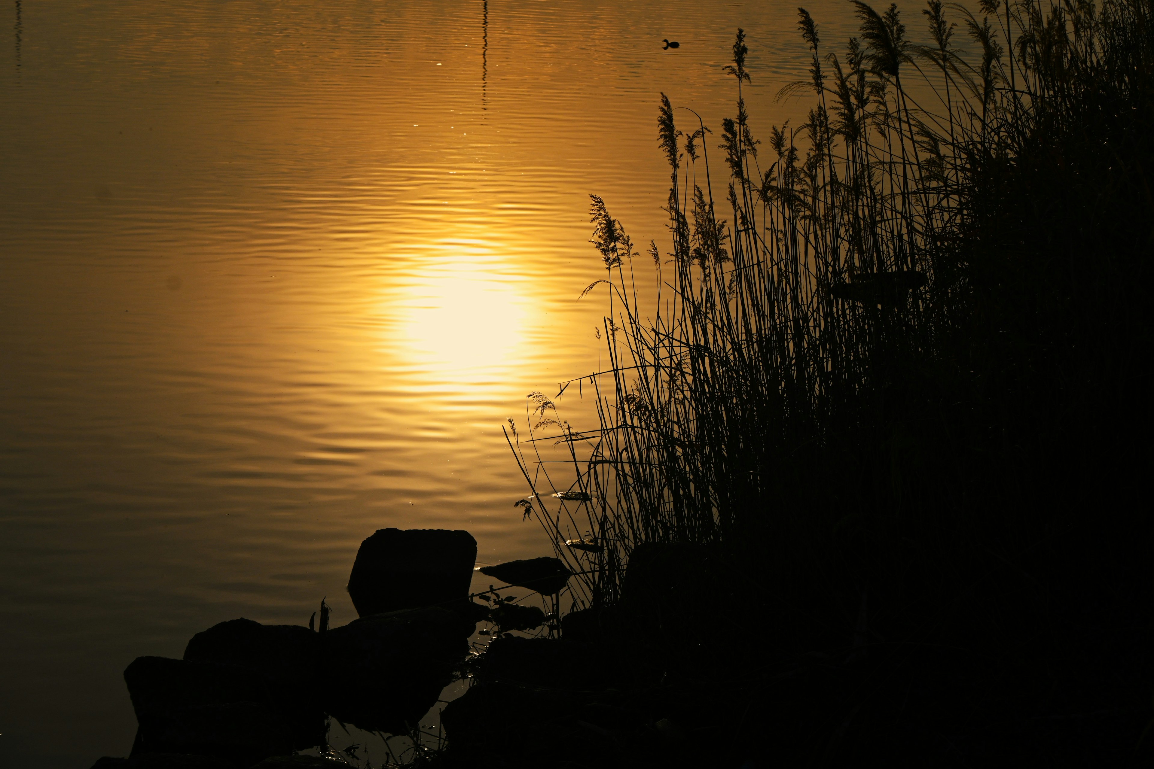 Riflesso del tramonto sull'acqua con silhouette d'erba