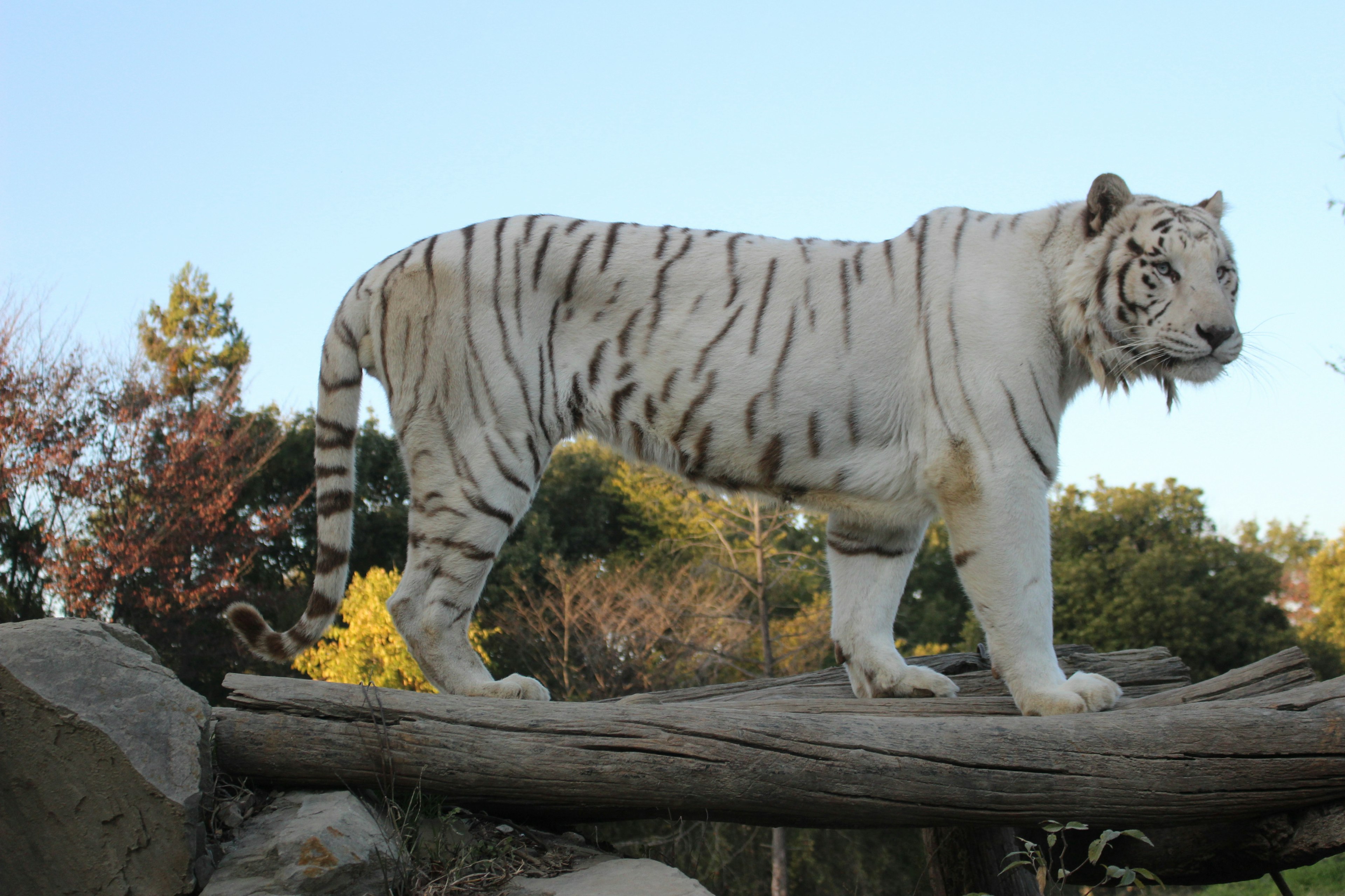 Weißer Tiger steht auf einem Holzstamm in einer natürlichen Umgebung