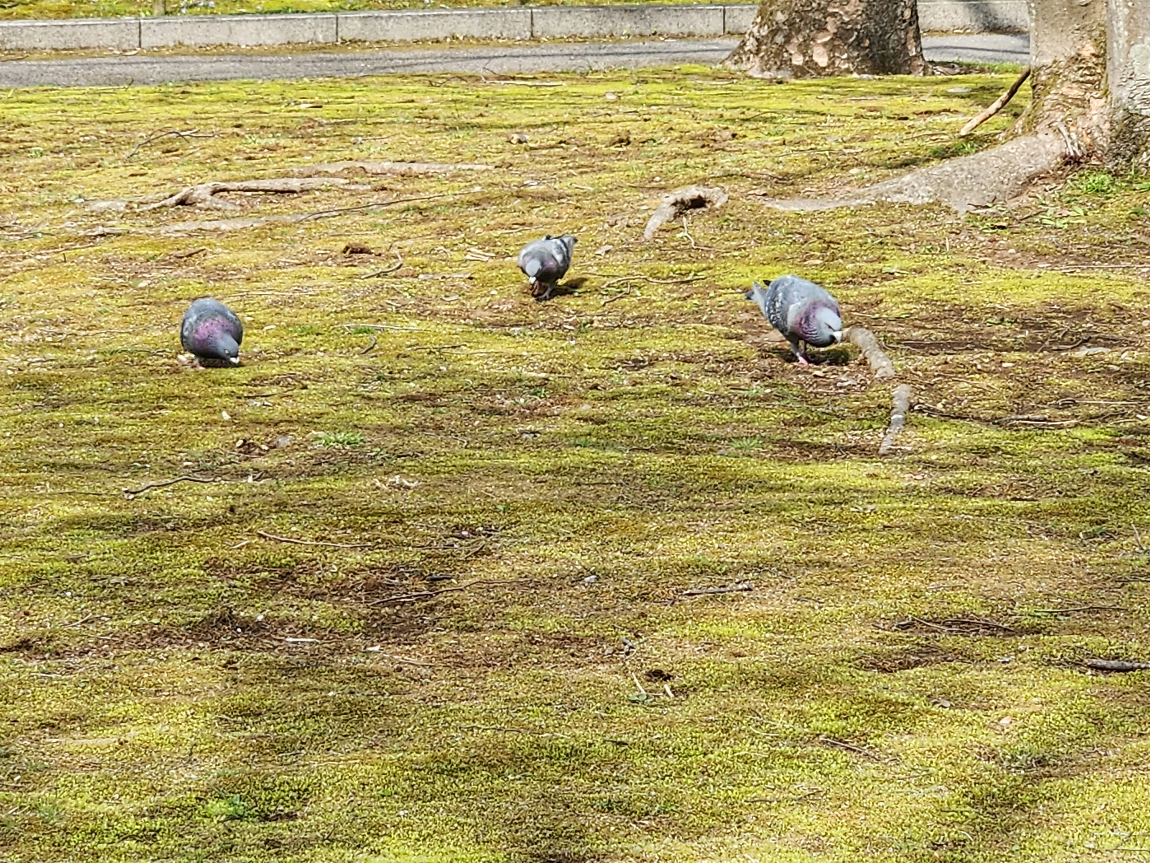 Tres palomas buscando comida en el césped verde de un parque