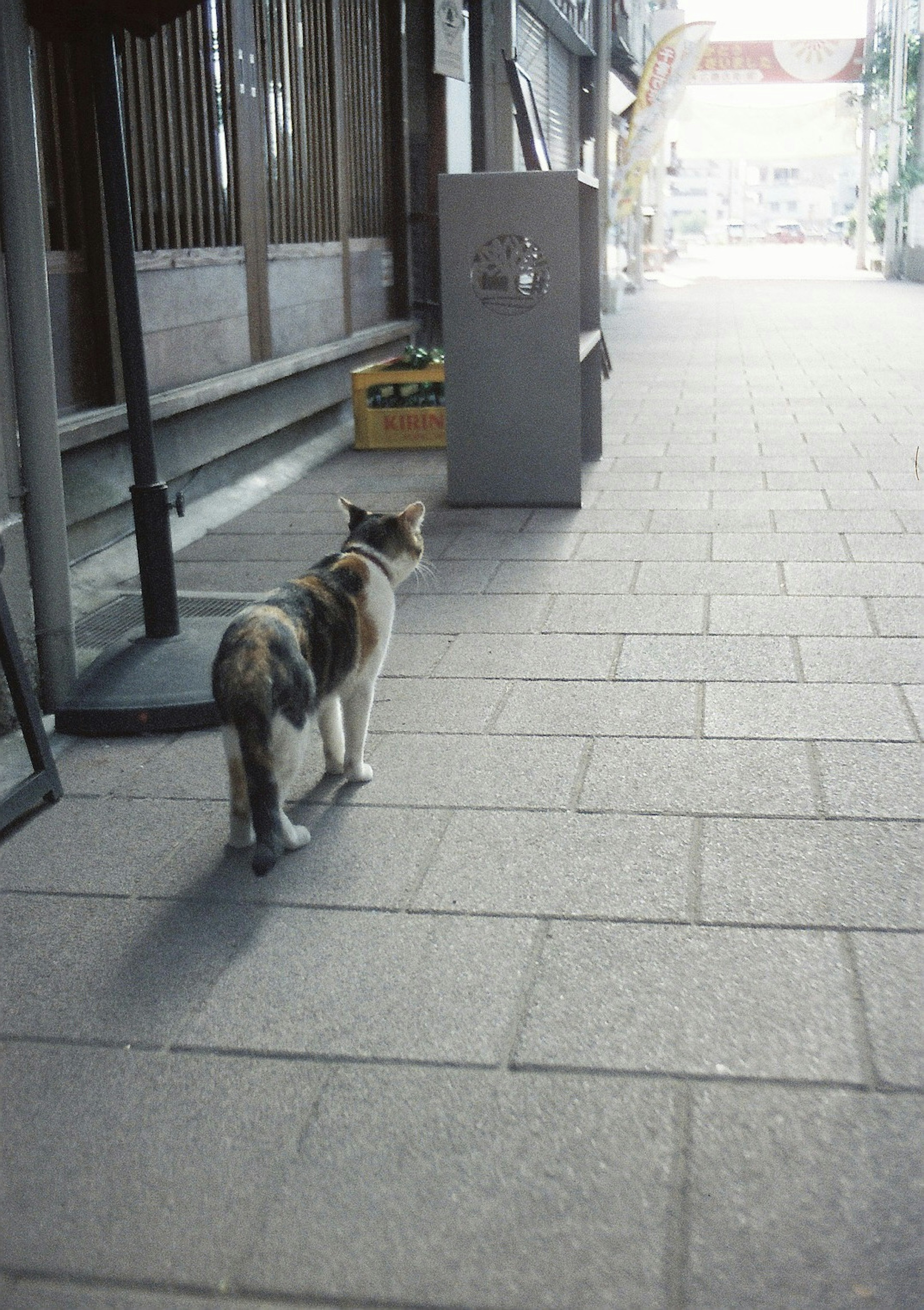 Gatto calico che cammina lungo una tranquilla strada commerciale