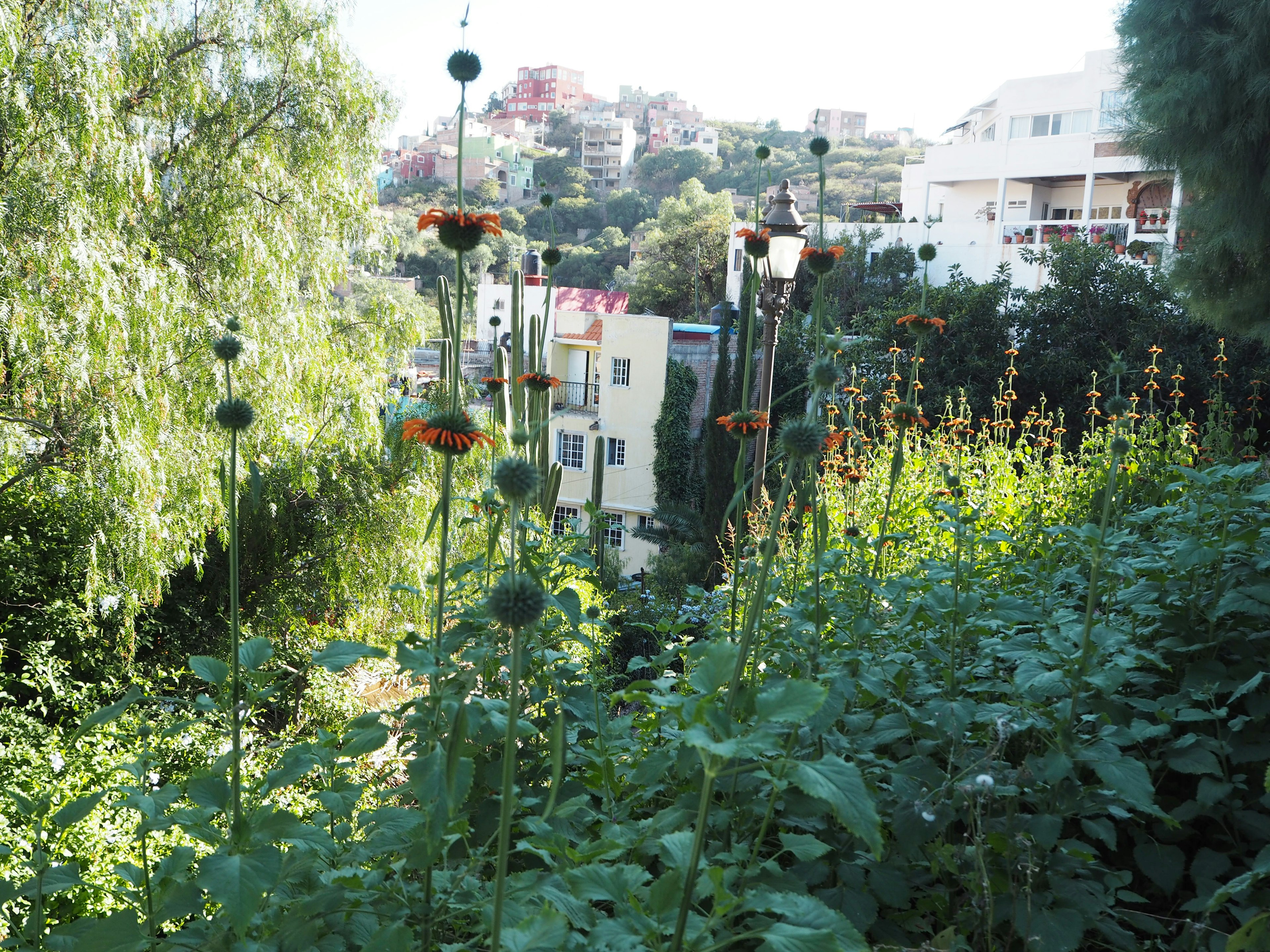 Üppiger Hang mit blühenden Blumen und Gebäuden im Hintergrund