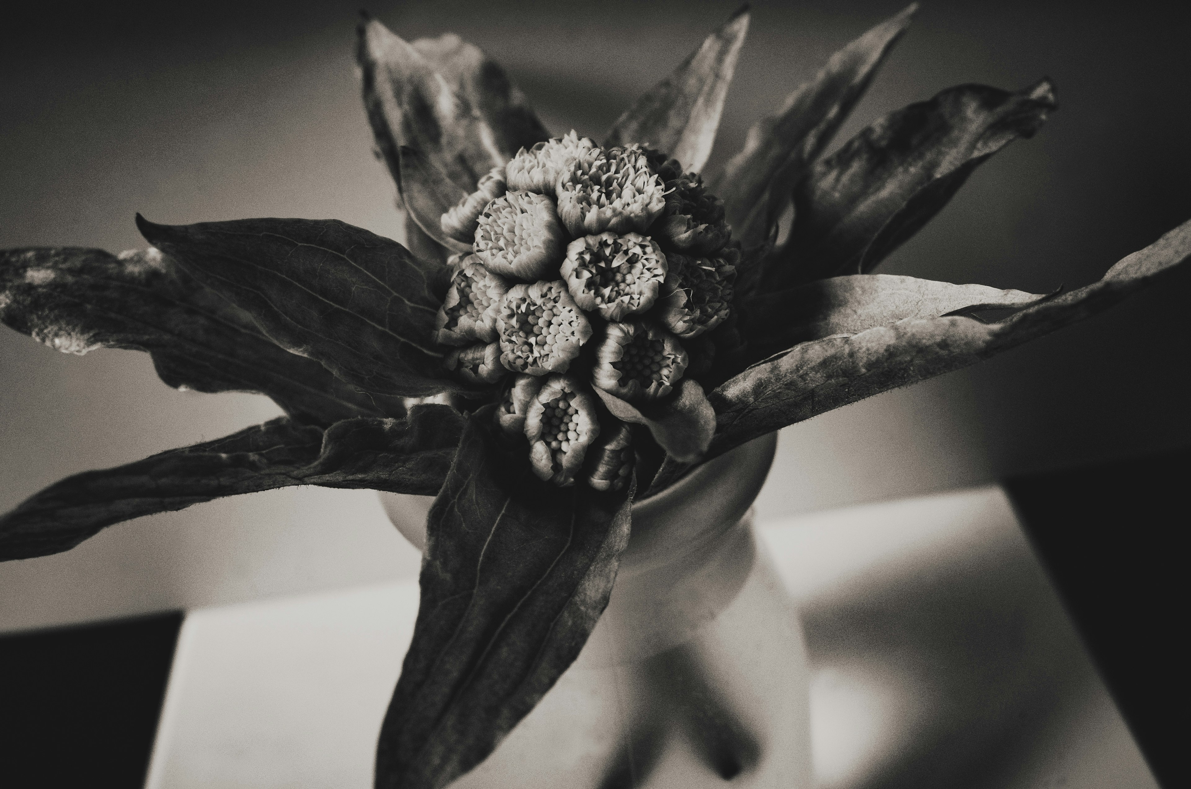 Unique flower arrangement in a vase captured in black and white