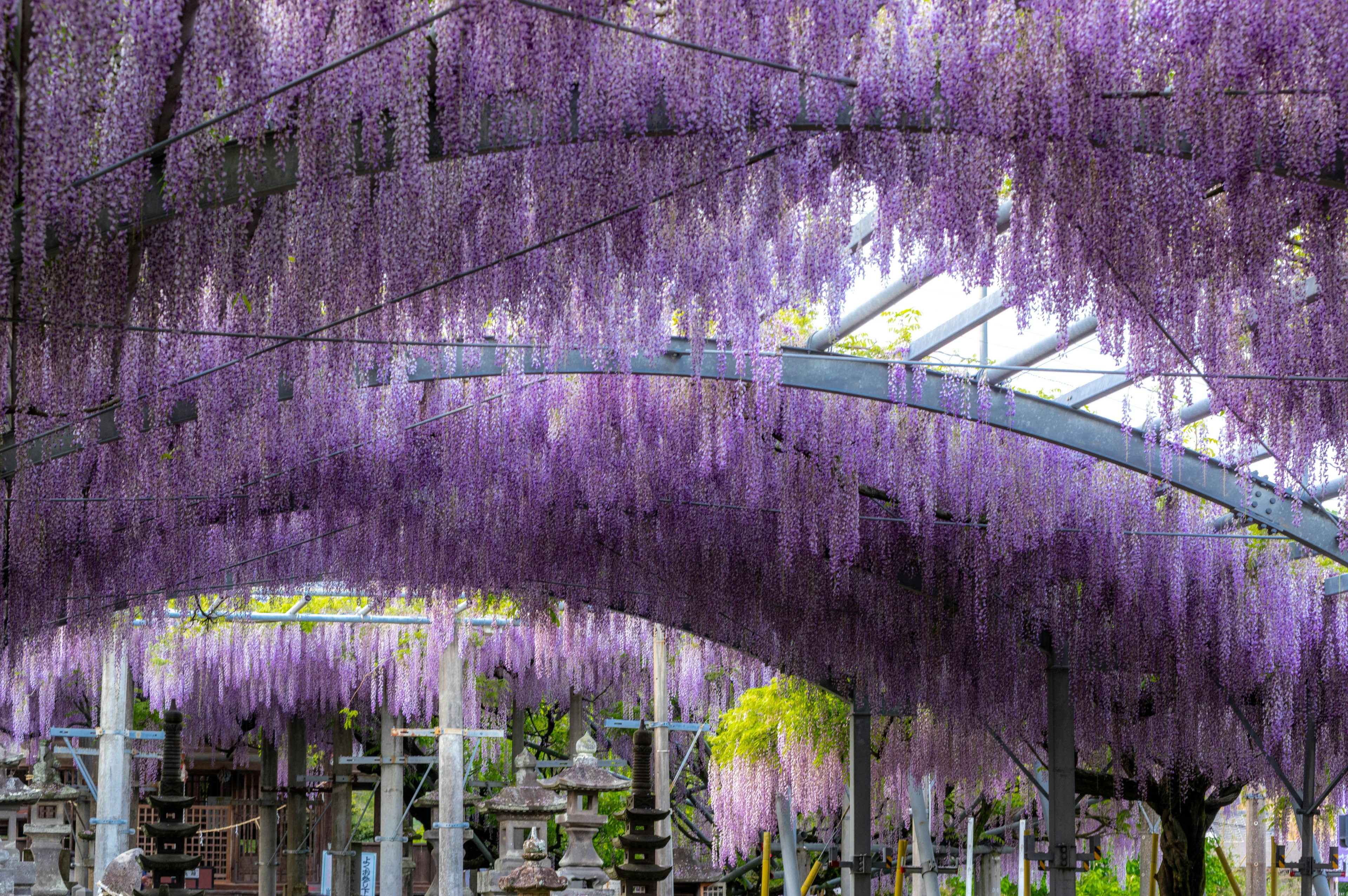 Arco de flores de glicinia moradas en plena floración