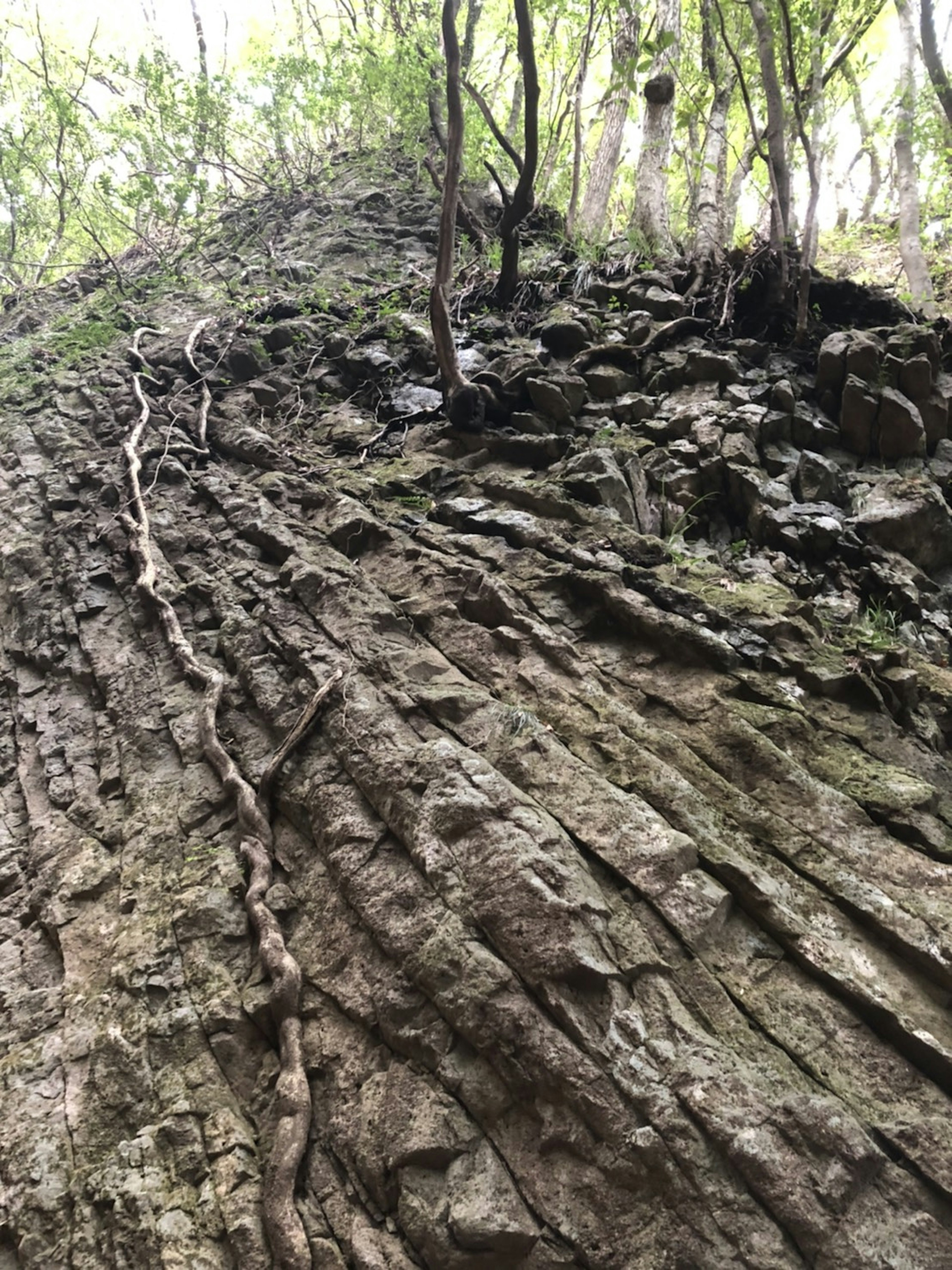 Immagine di una superficie rocciosa inclinata con piante rampicanti e alberi