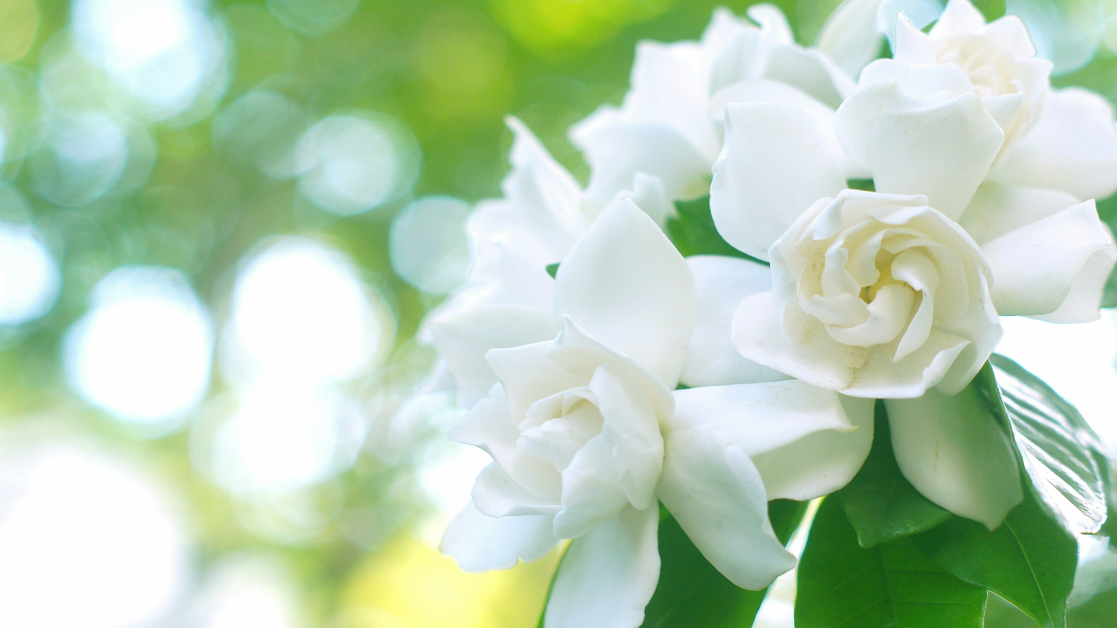 Flores de gardenia blancas con fondo verde borroso