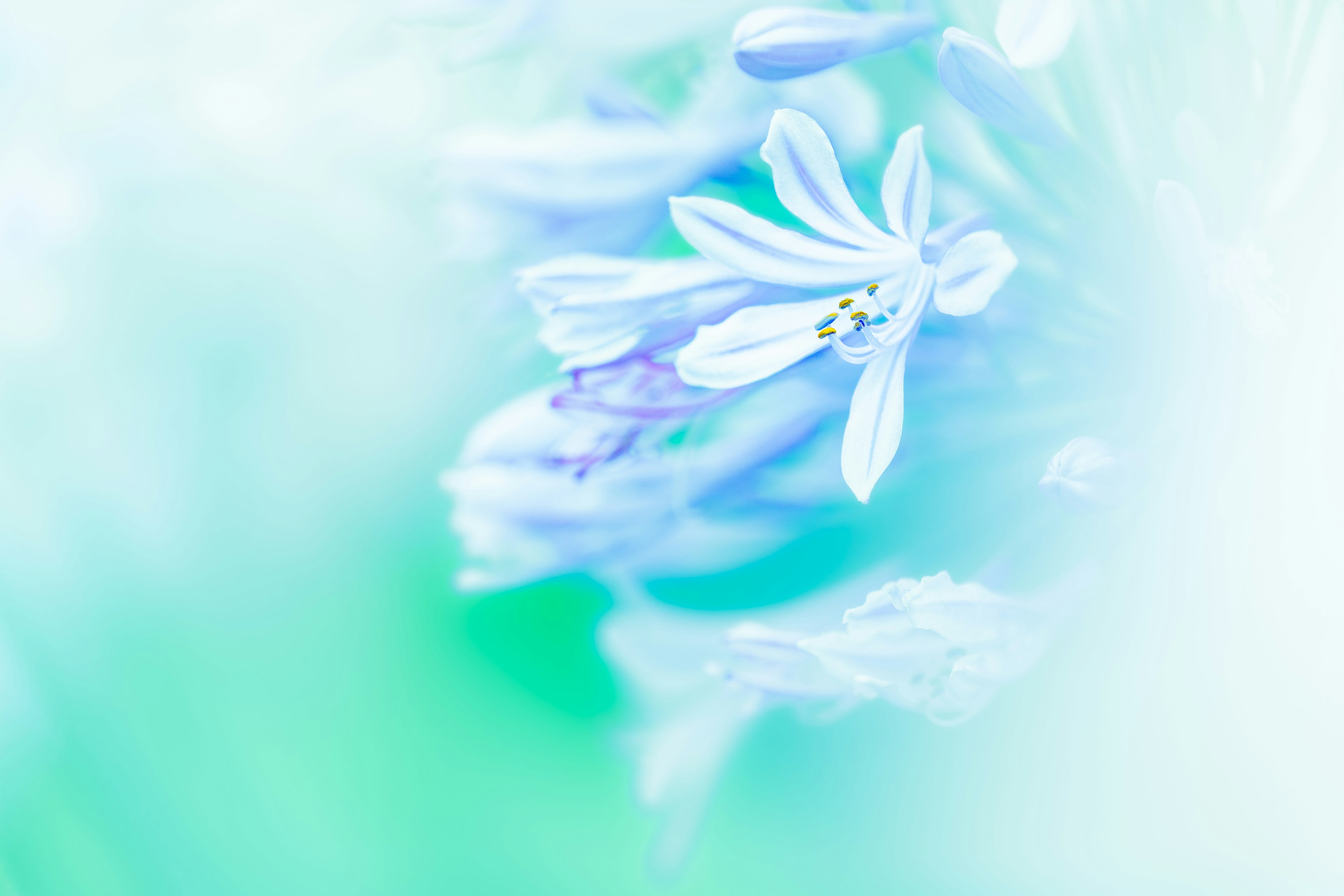 A soft blue flower stands out against a blurred background