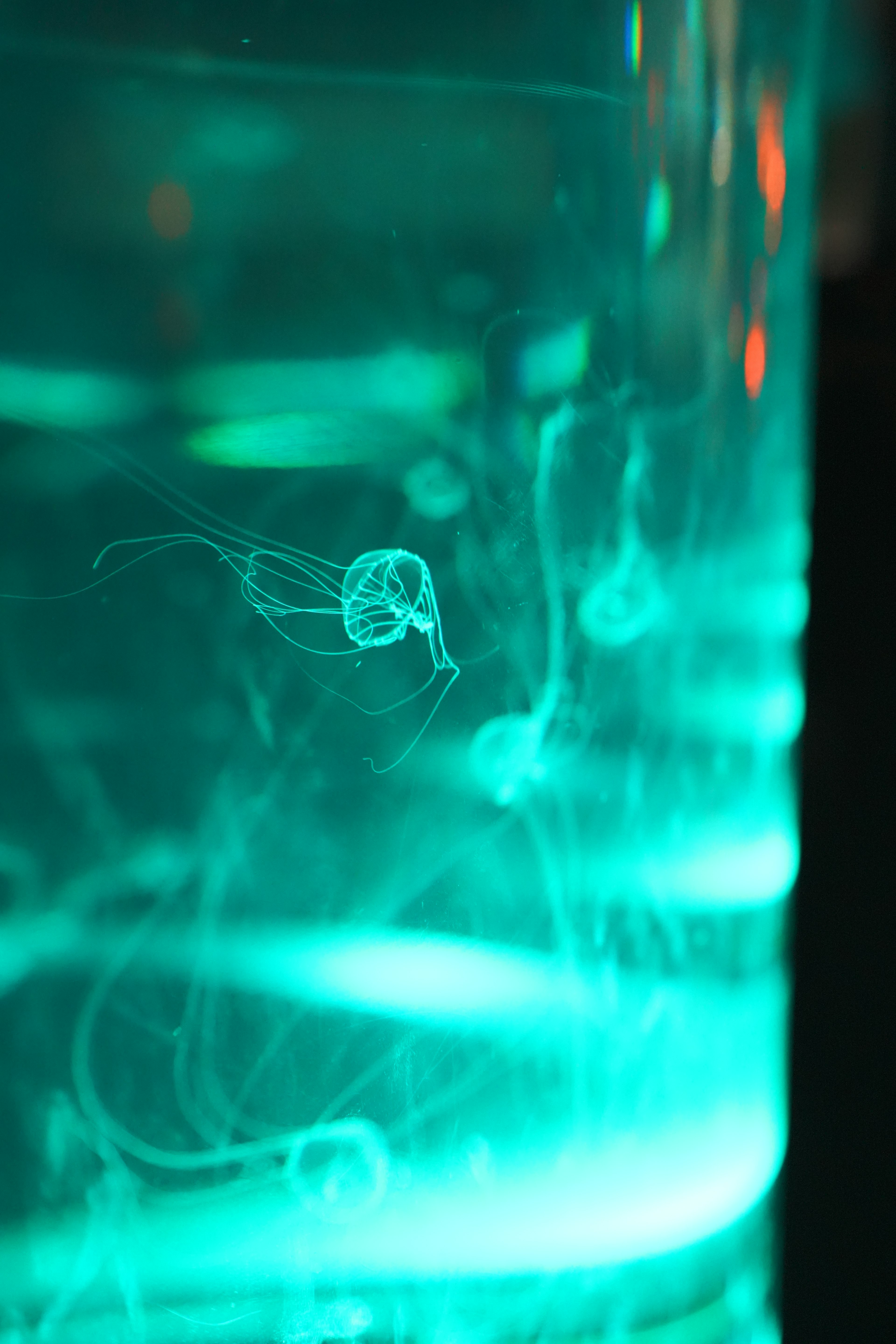 Transparent jellyfish swimming in blue light