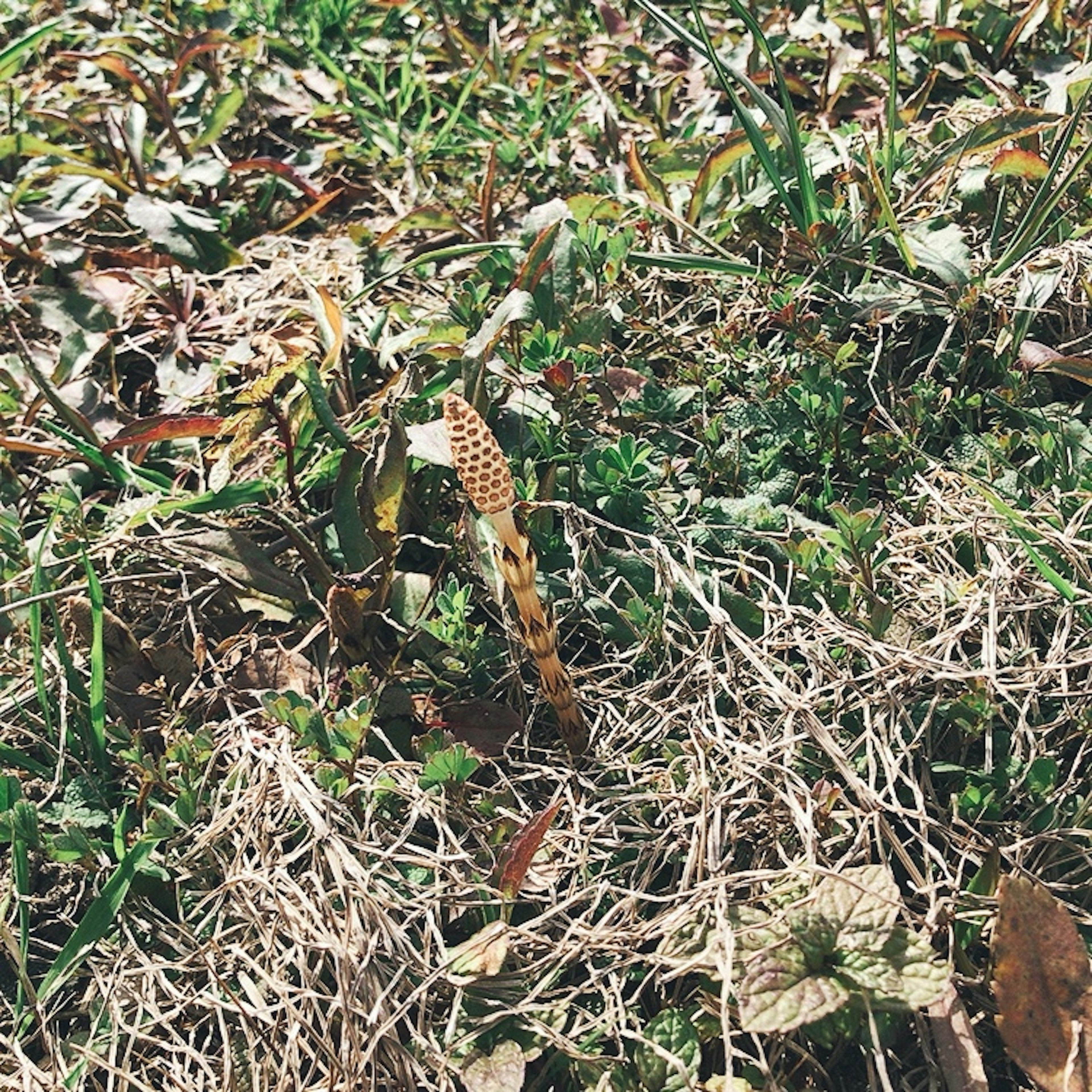 Batang tanaman ramping dan daun terlihat di antara rumput