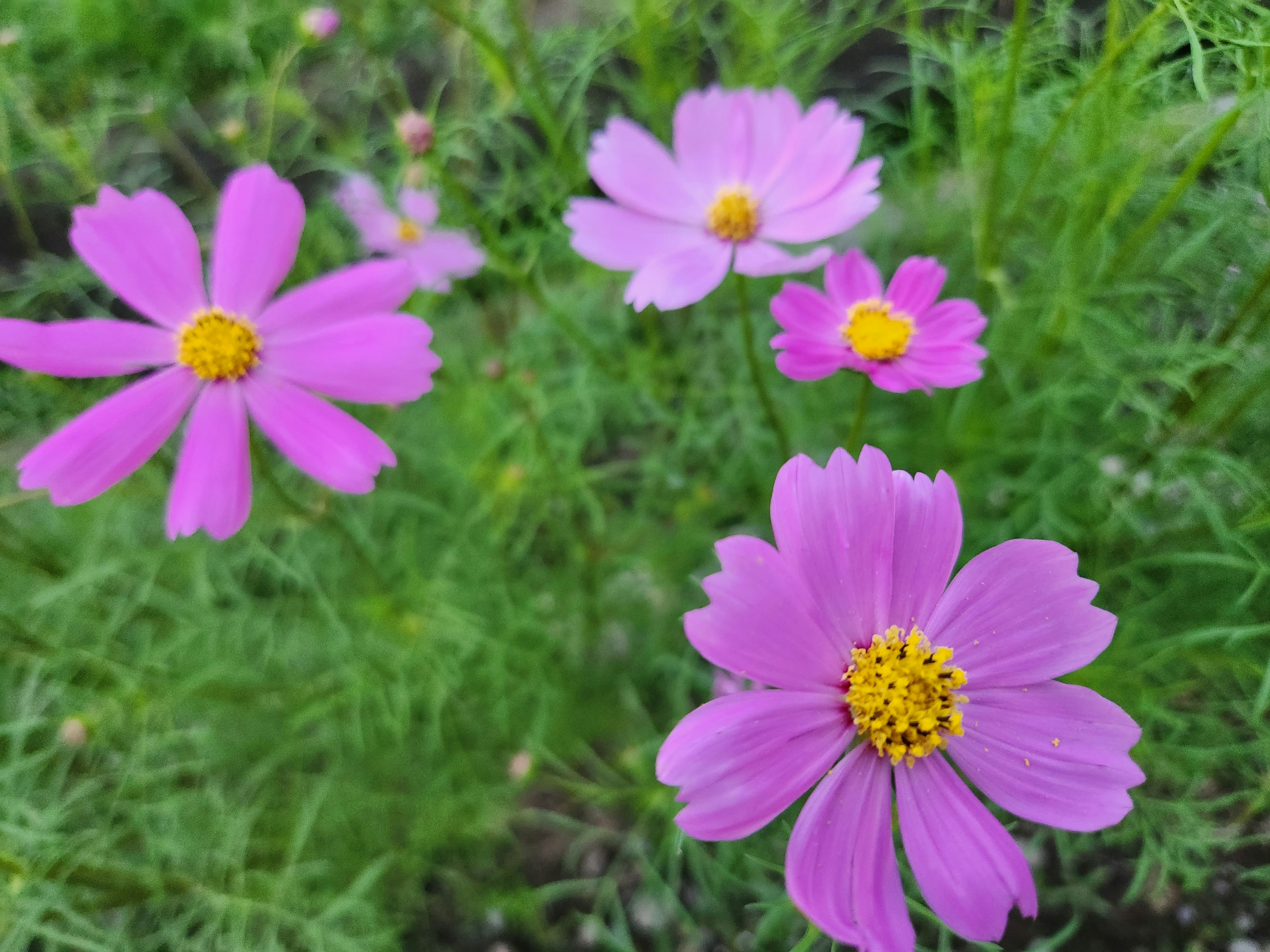 鮮やかなピンクのコスモスの花が咲いている画像