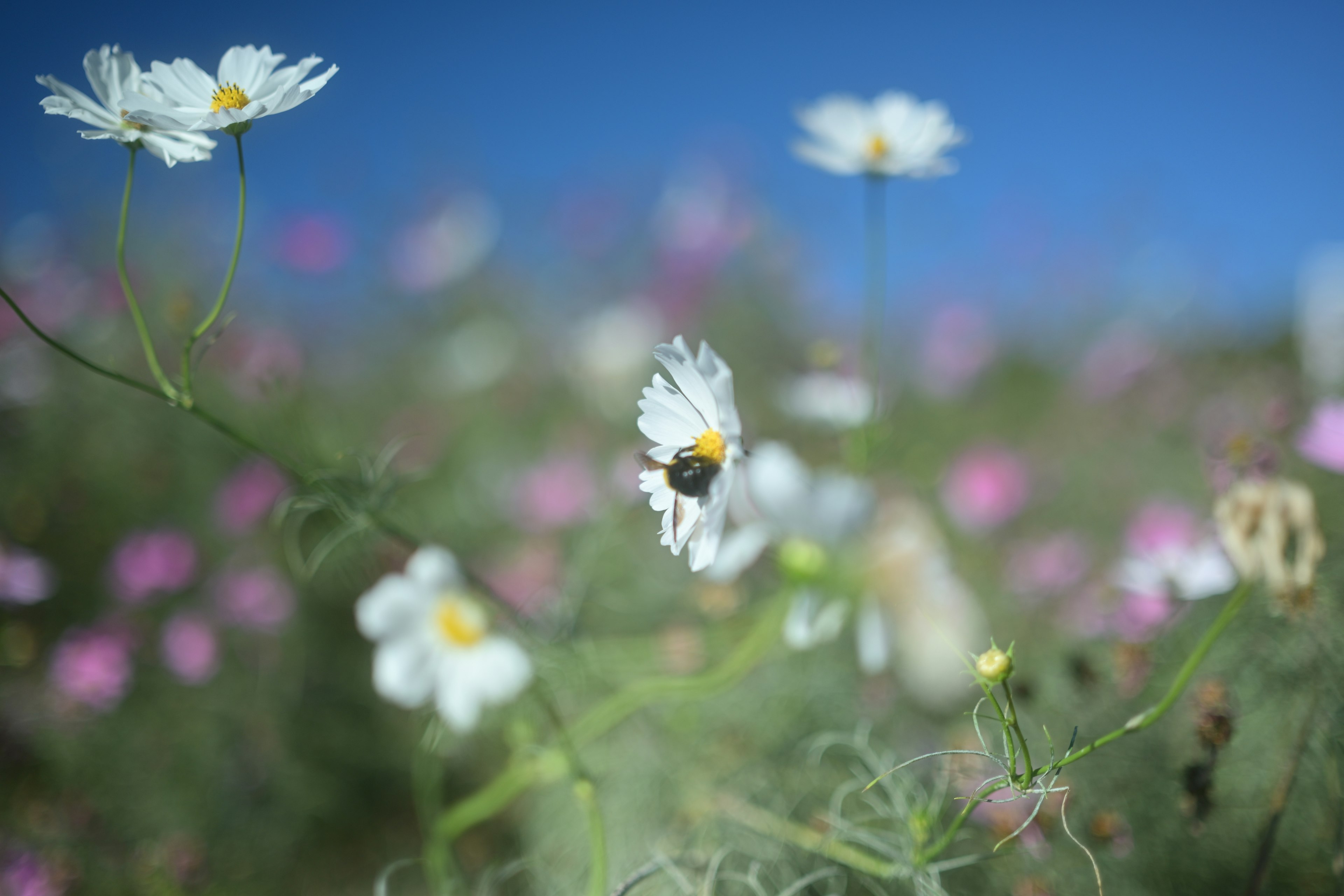 A bumblebee resting on white flowers among pink blossoms under a blue sky