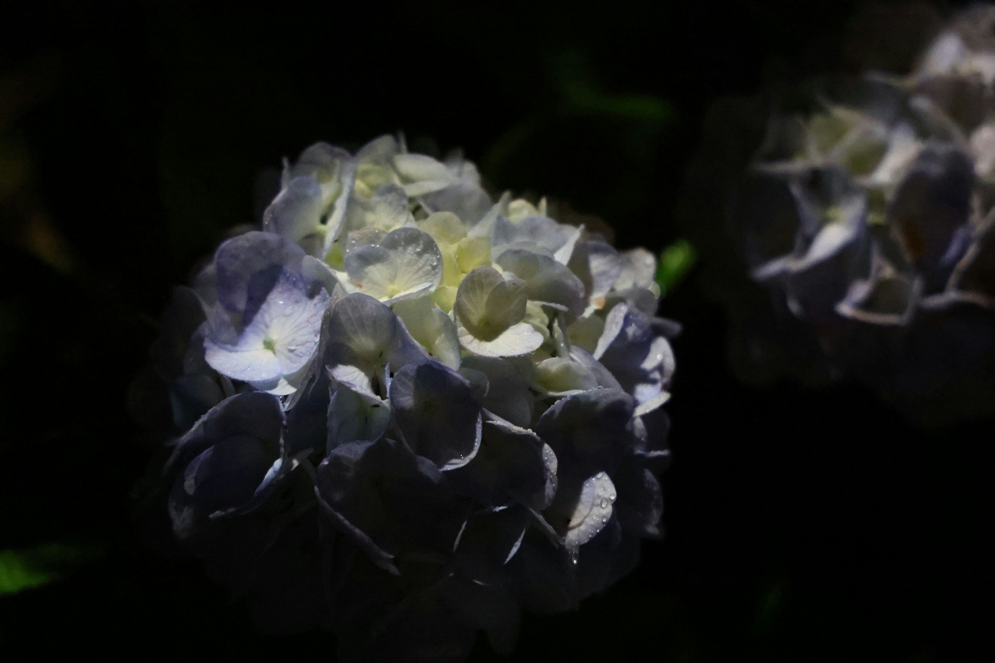 White hydrangea flower illuminated against a dark background