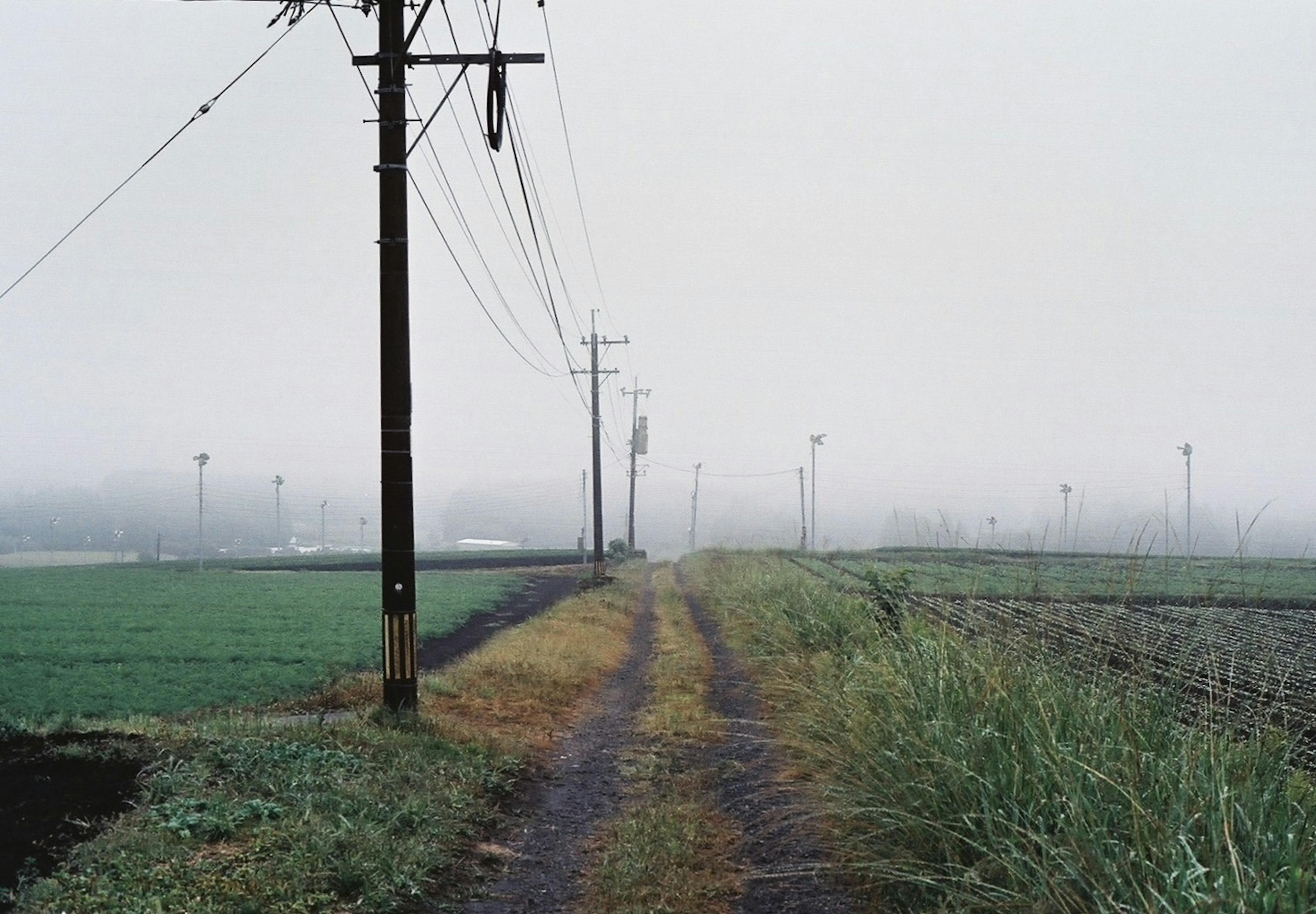 Camino rural con postes de luz en clima de niebla