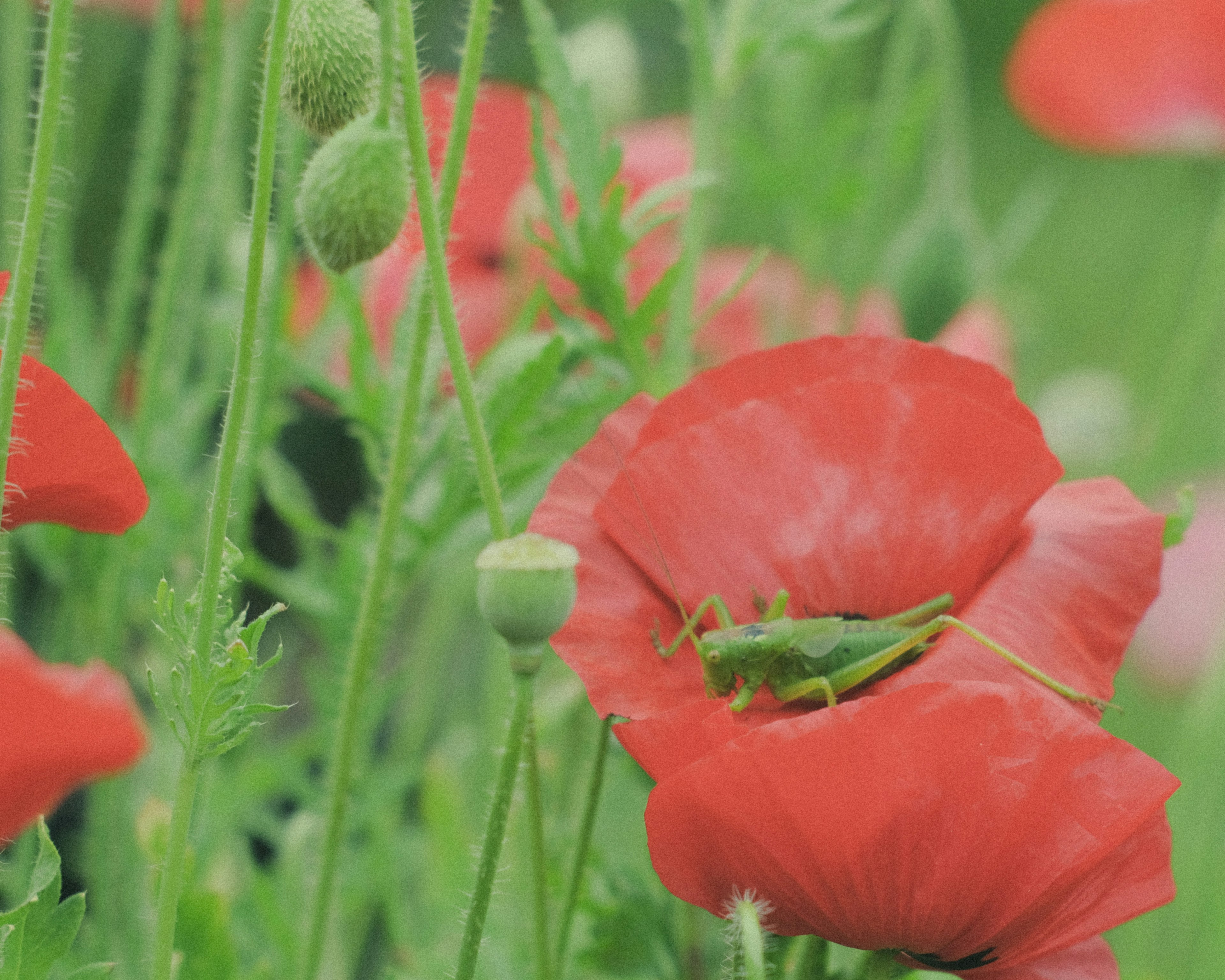 赤いポピーの花と緑色のバッタが写った画像