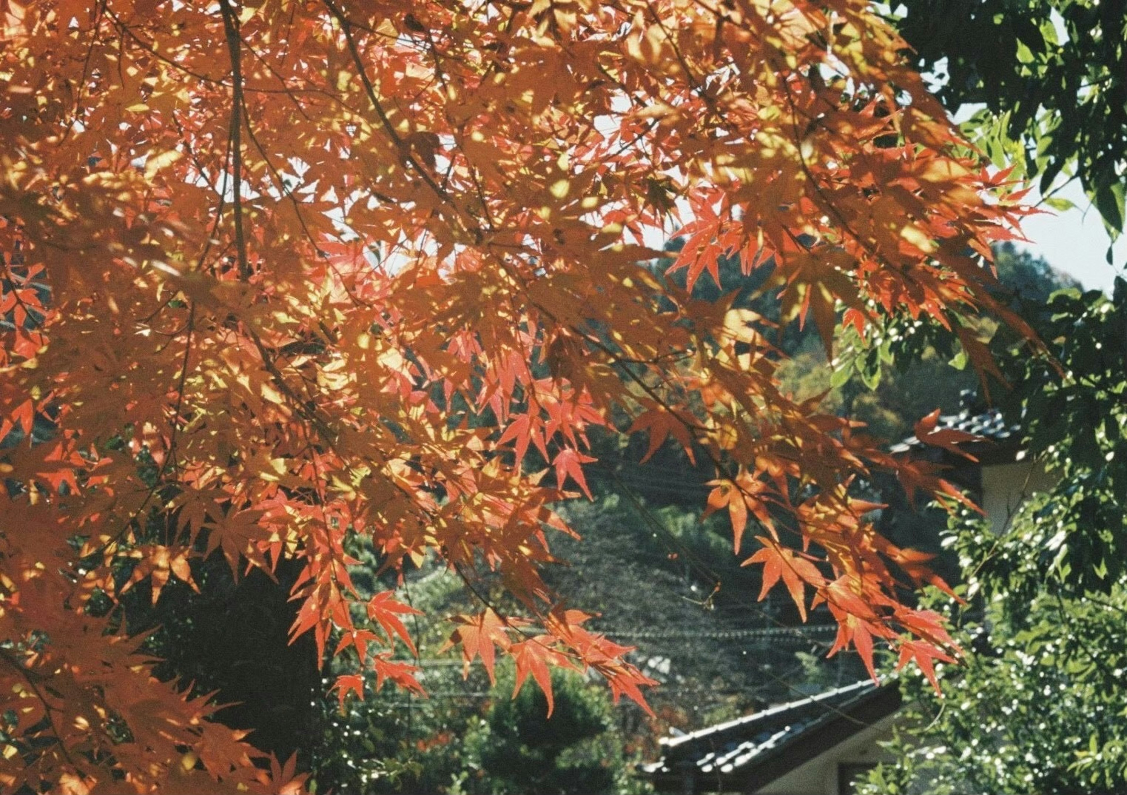 Vibrant orange autumn leaves on a tree with a serene background