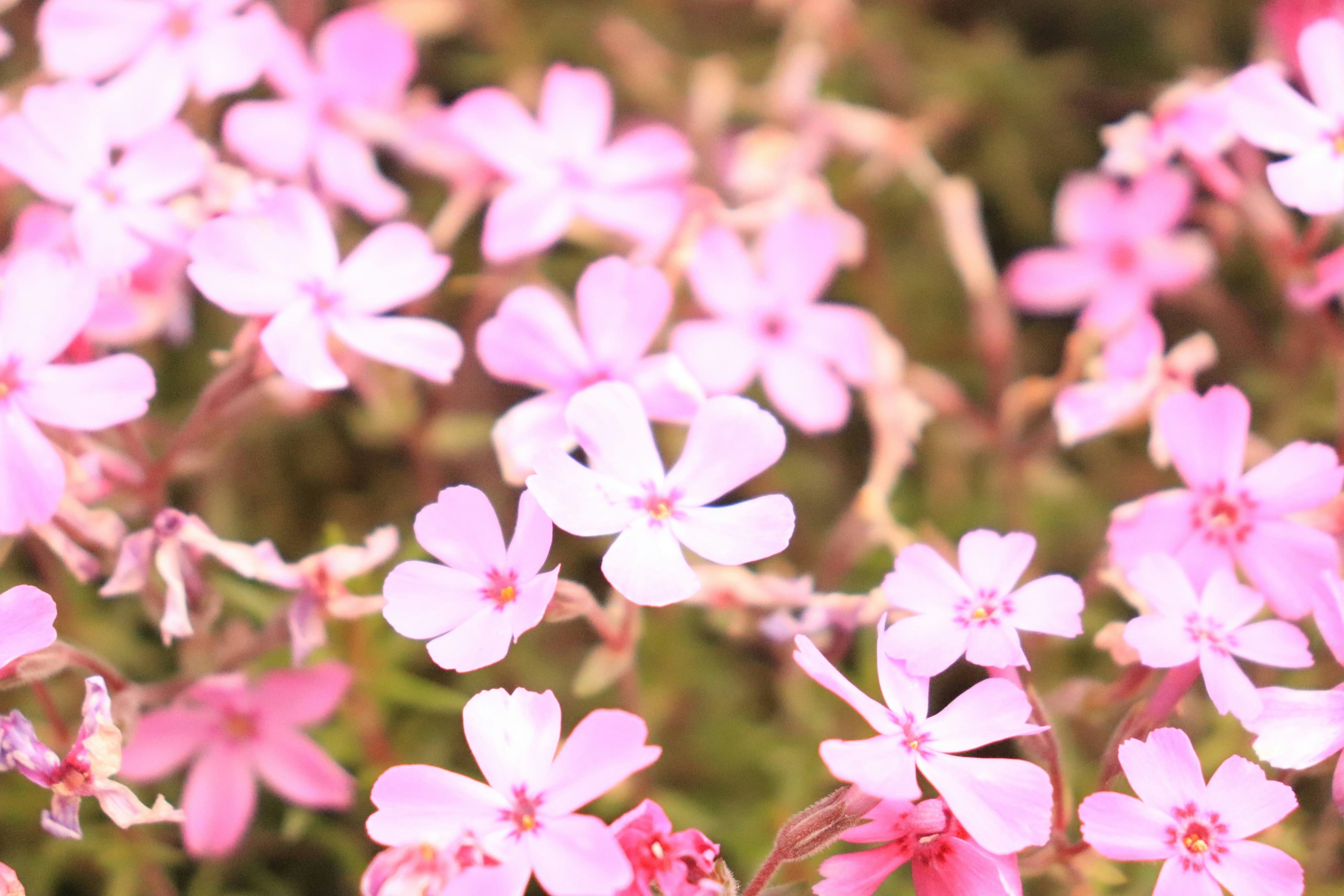 Nahaufnahme von blühenden hellrosa Blumen in einem Garten