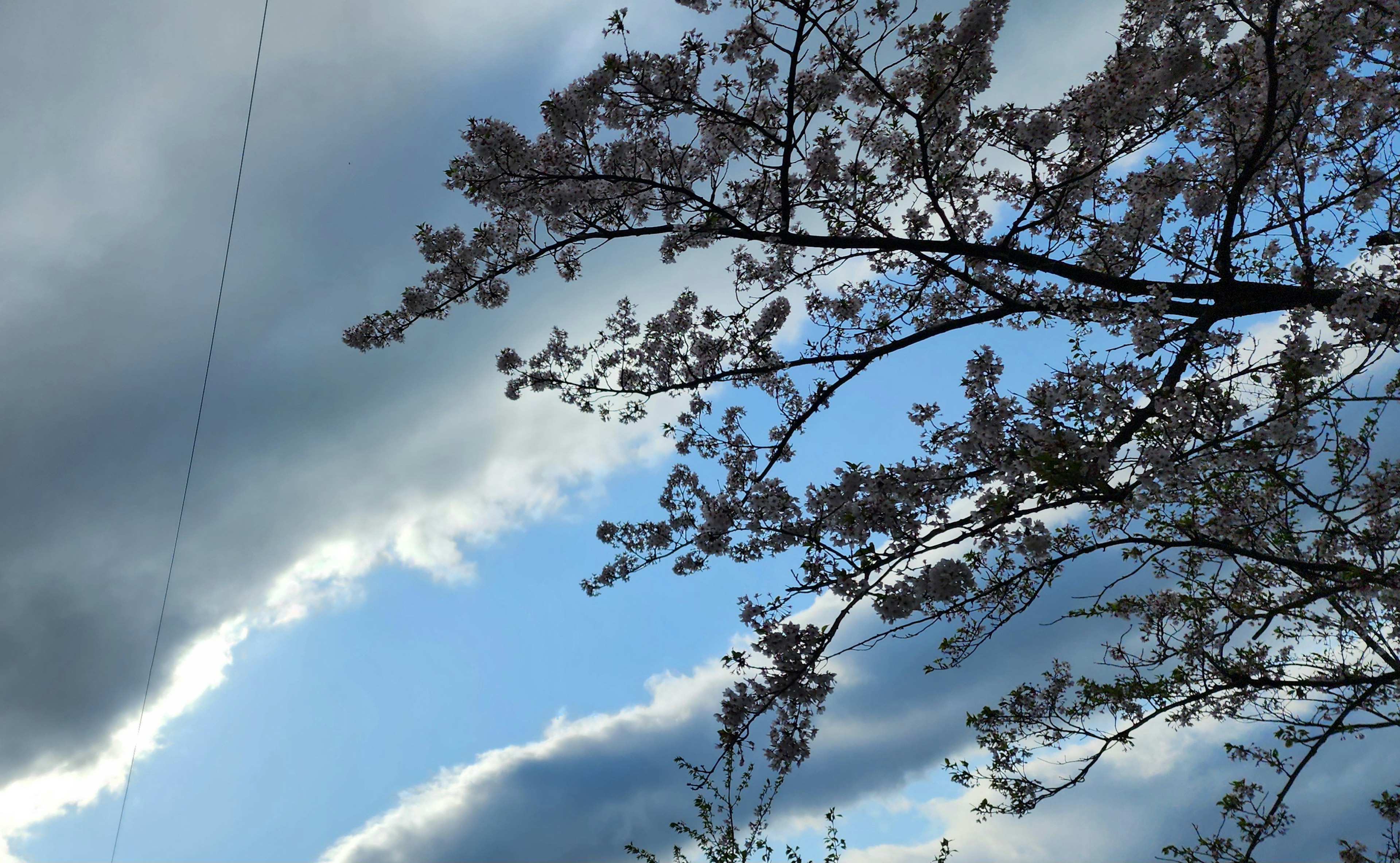 Fiori di ciliegio contro un cielo blu con nuvole