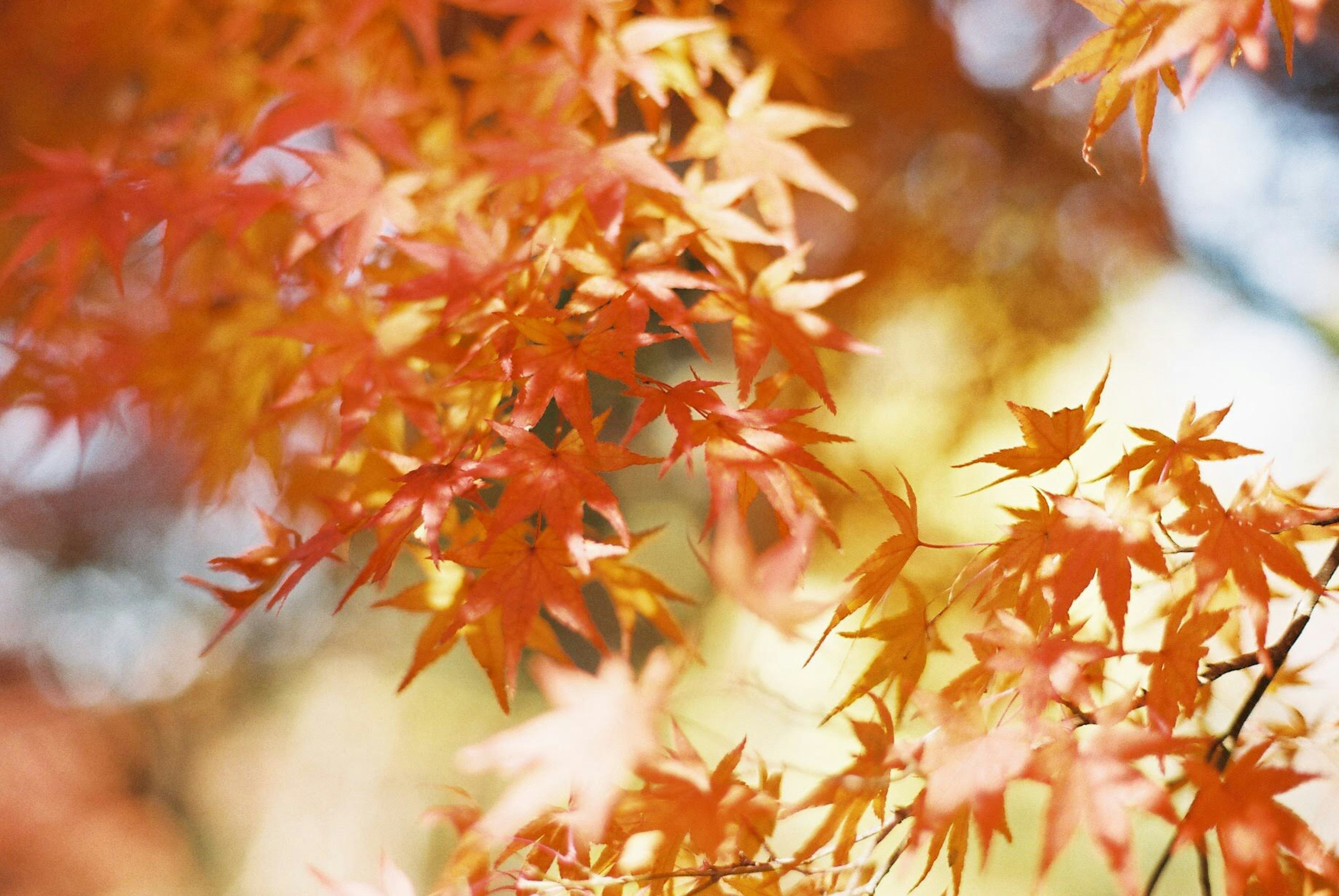 Vibrant orange maple leaves in soft focus against a blurred background