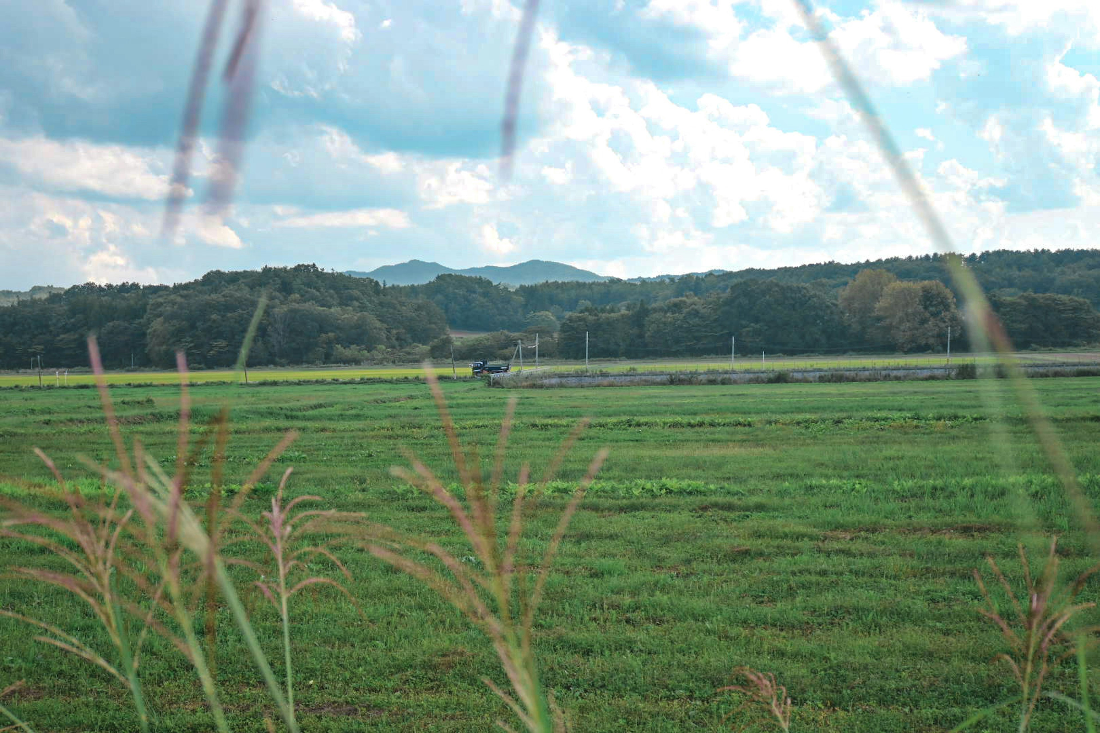 緑の田んぼと山の景色 背景に青い空と雲