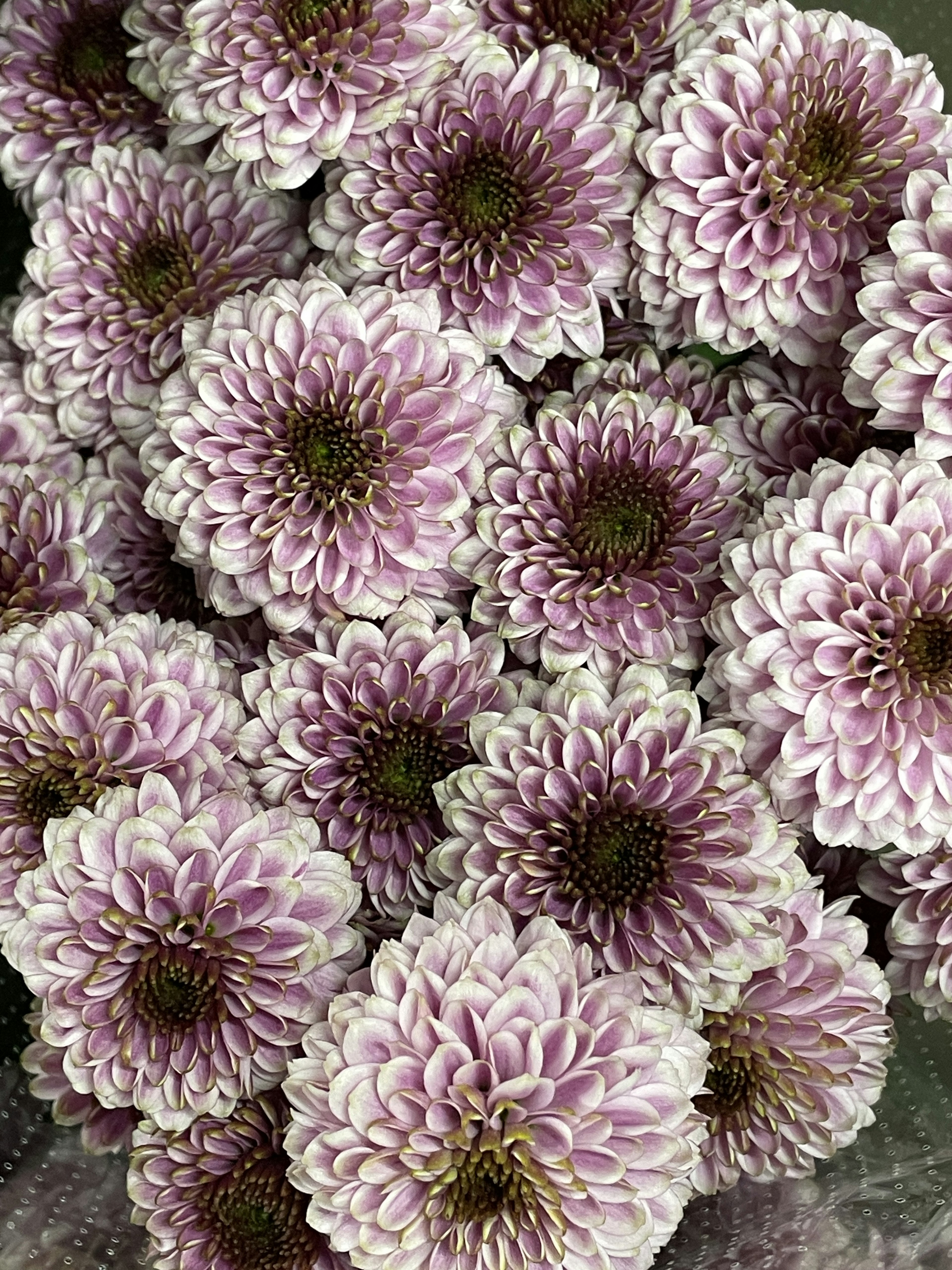 Beautiful image of clustered pink dahlia flowers